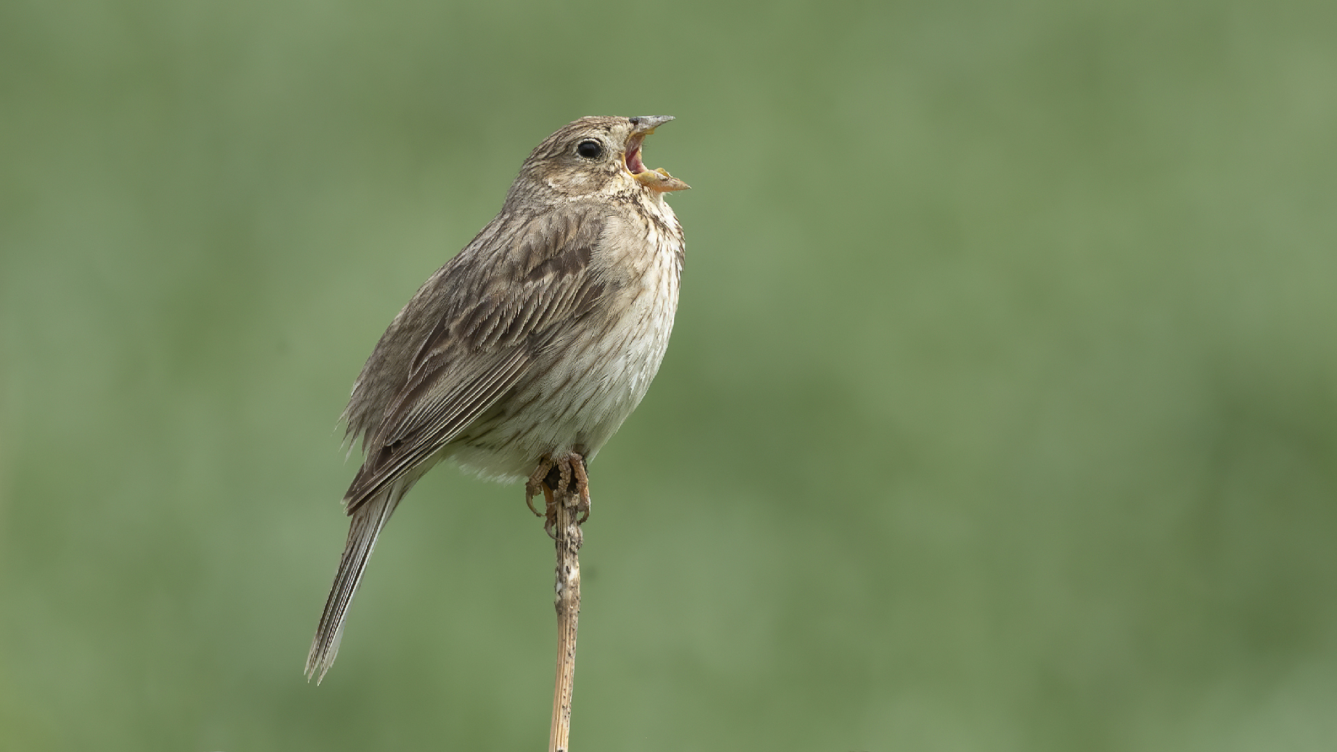 Corn Bunting