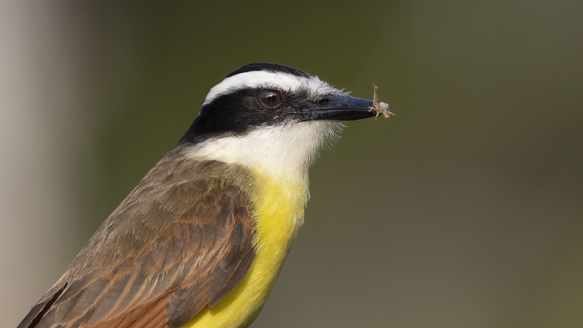 Great Kiskadee