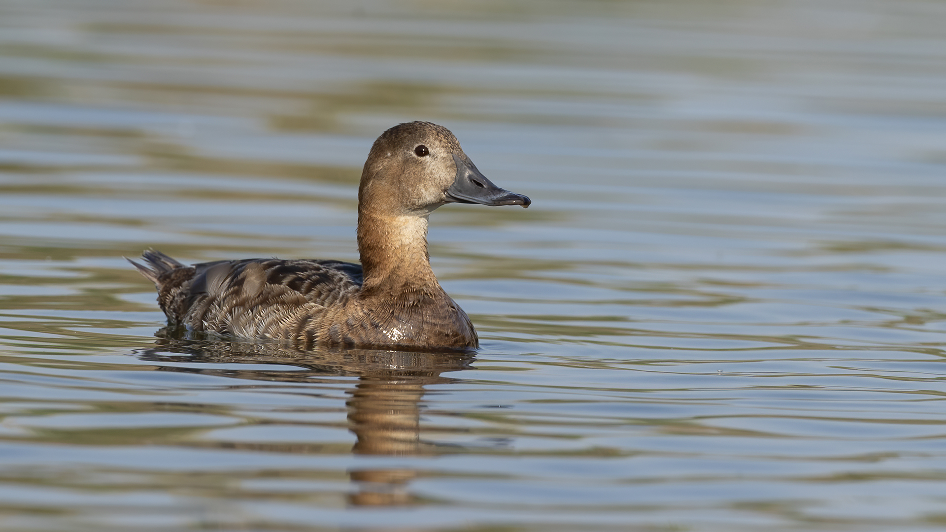 Common Pochard — Ana fotoğraf