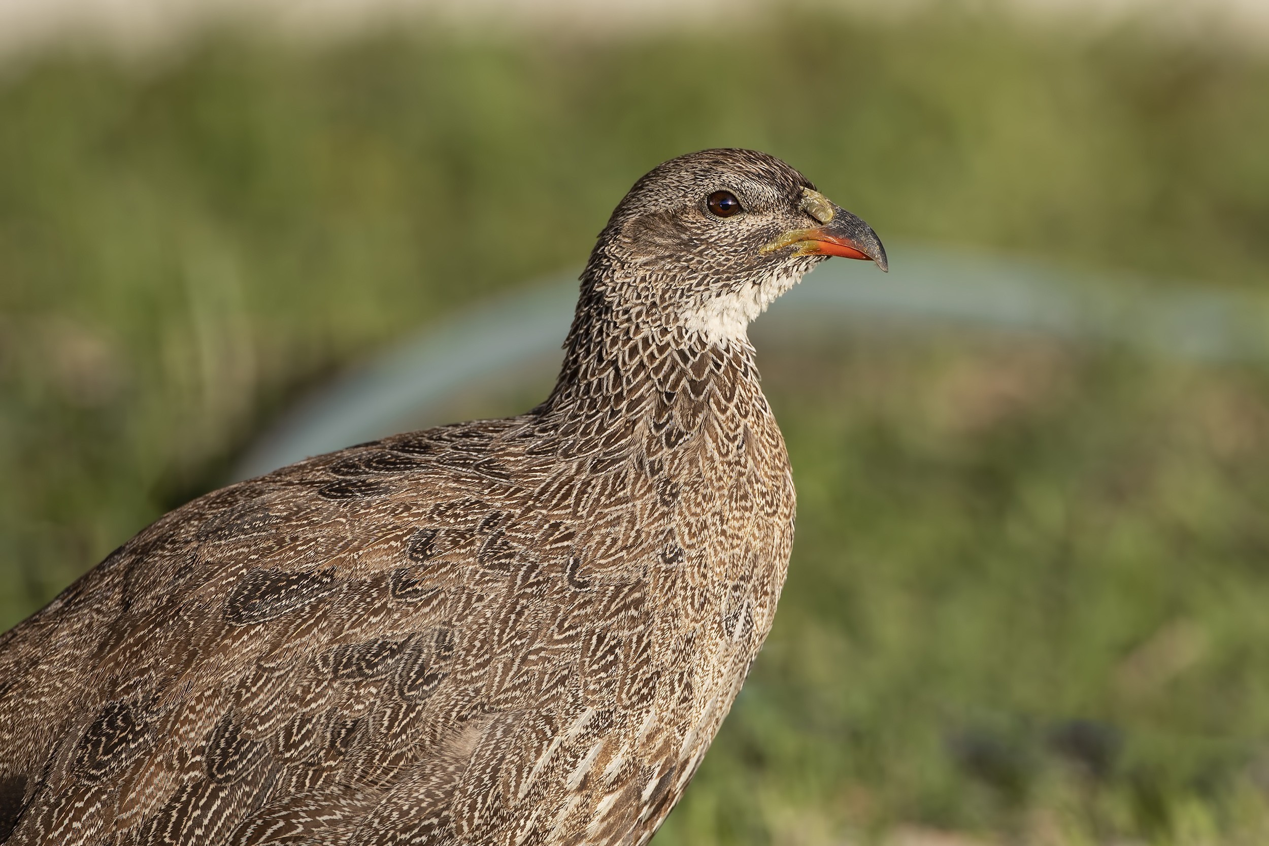 Natal Francolin