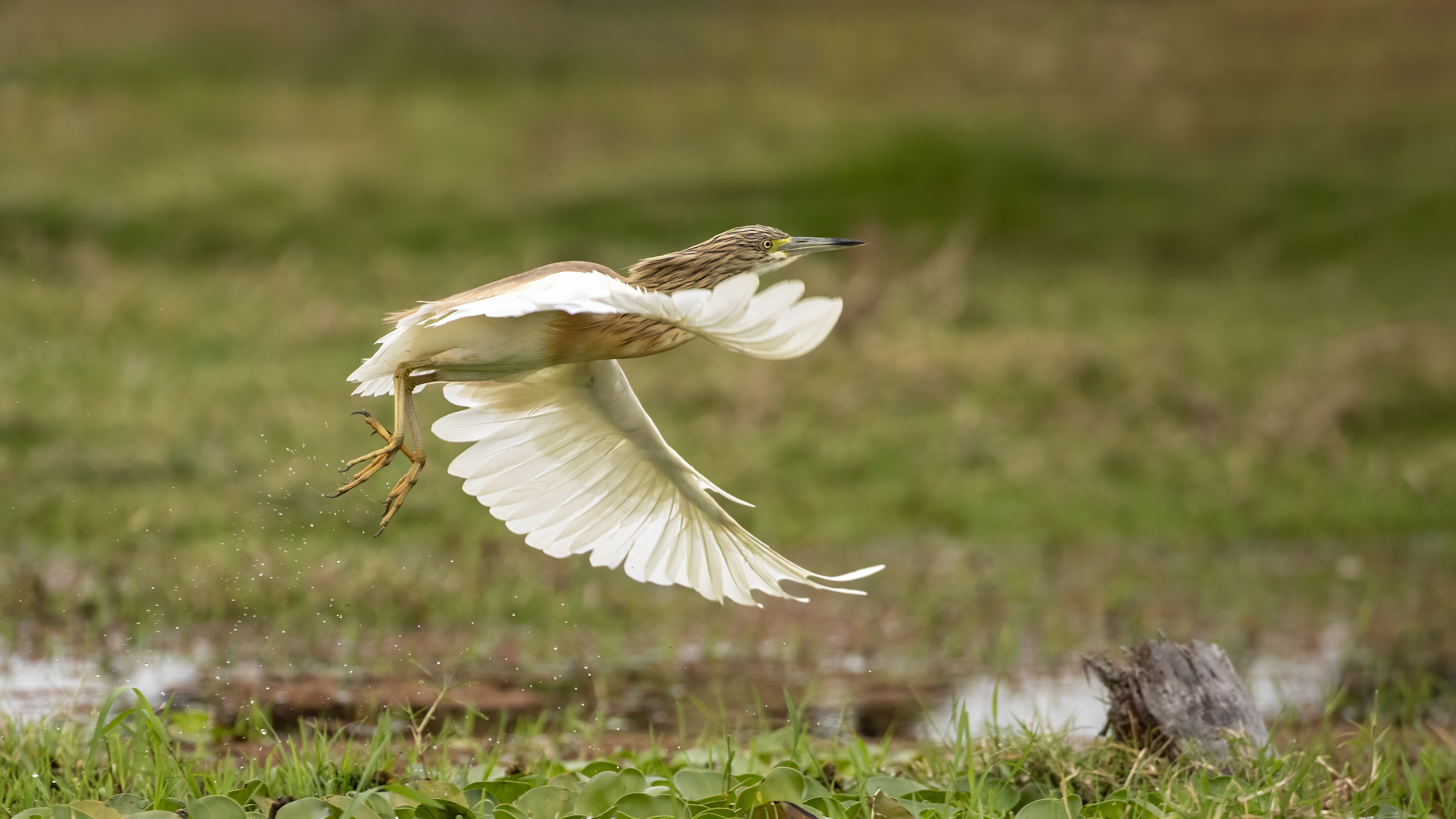 Squacco Heron