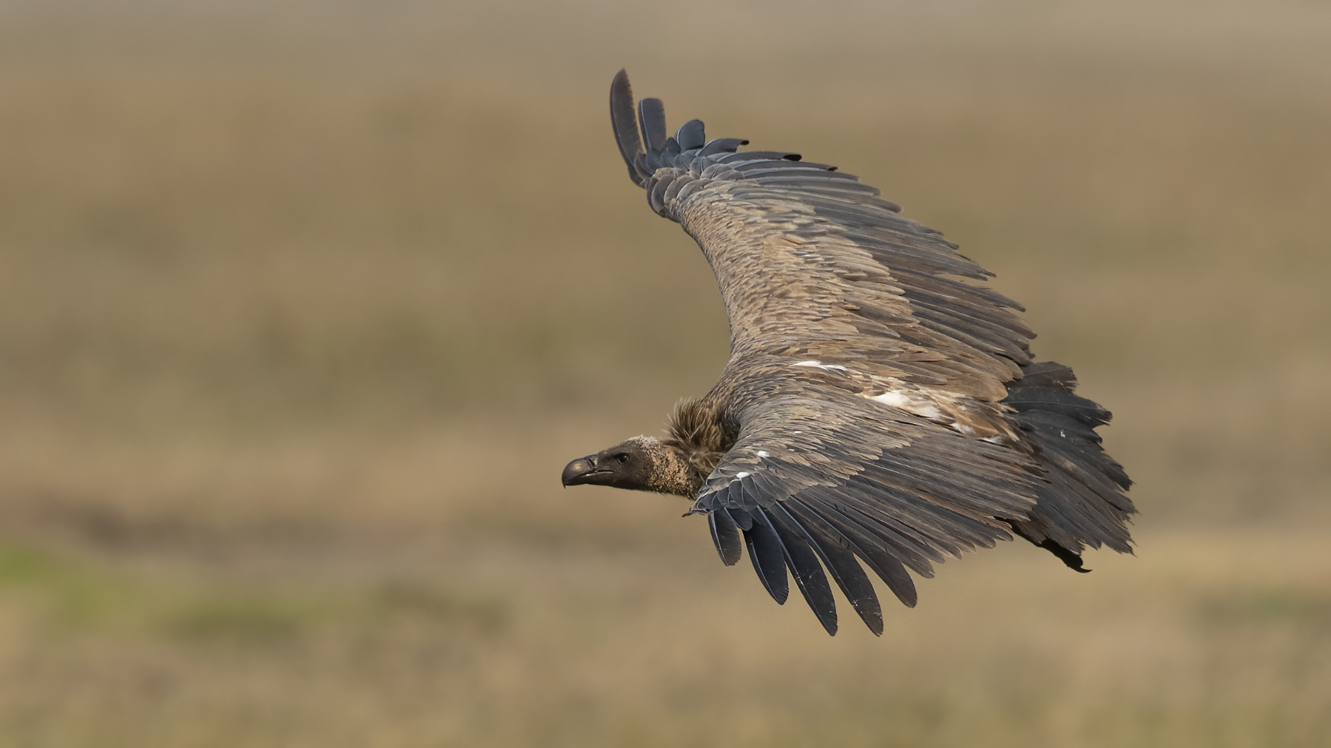 Rüppell's Griffon