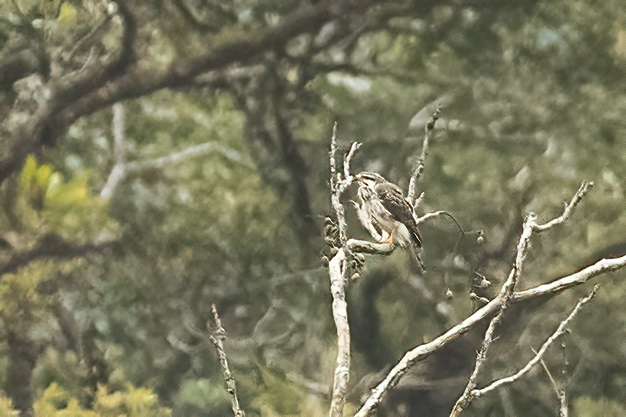 Acadian Flycatcher
