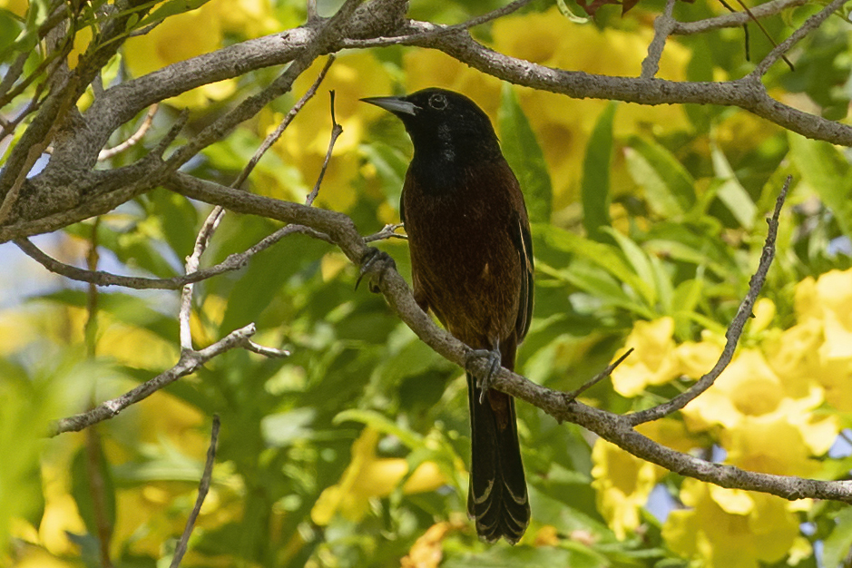 Acadian Flycatcher — Ana fotoğraf