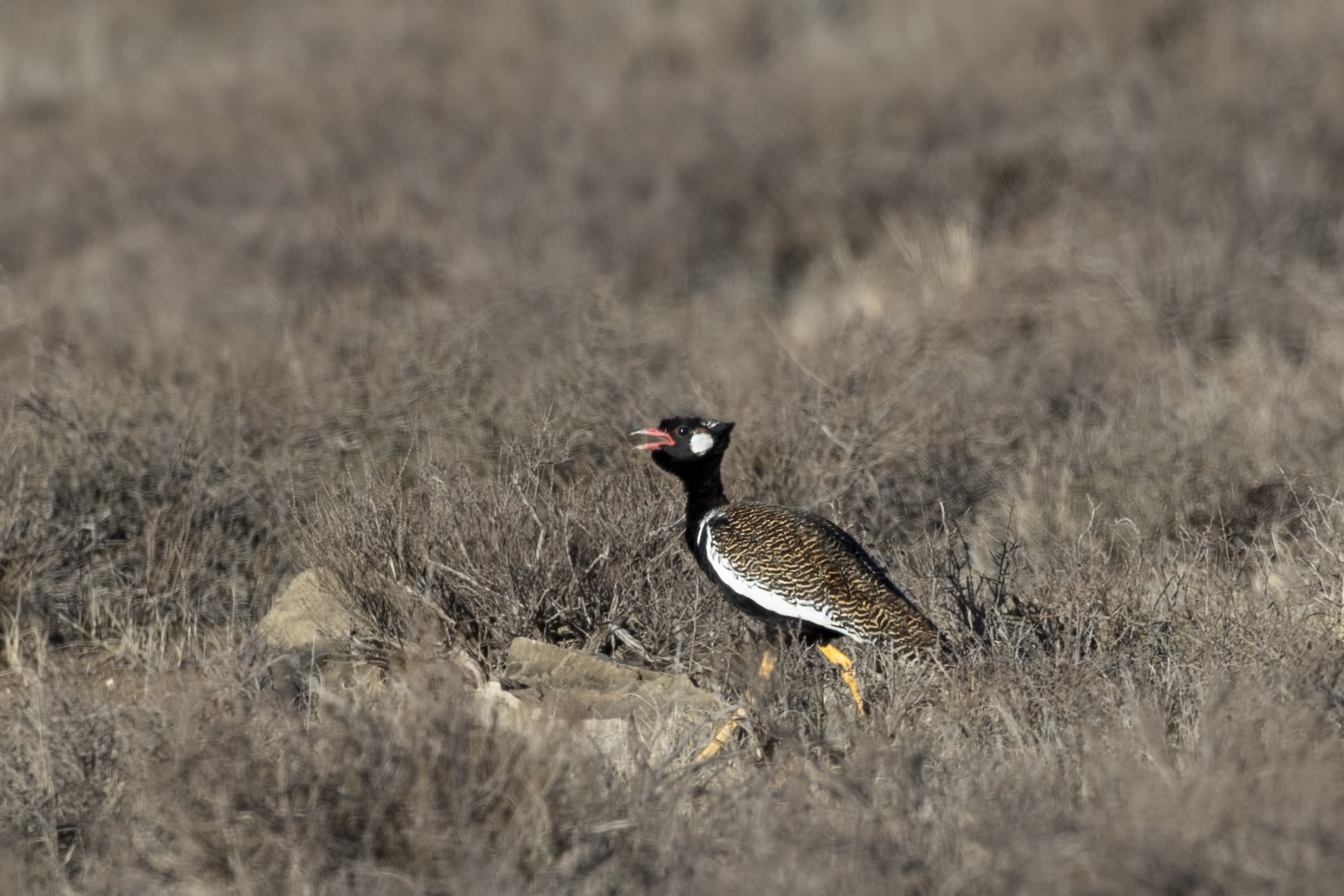 Northern Black Bustard — Ana fotoğraf