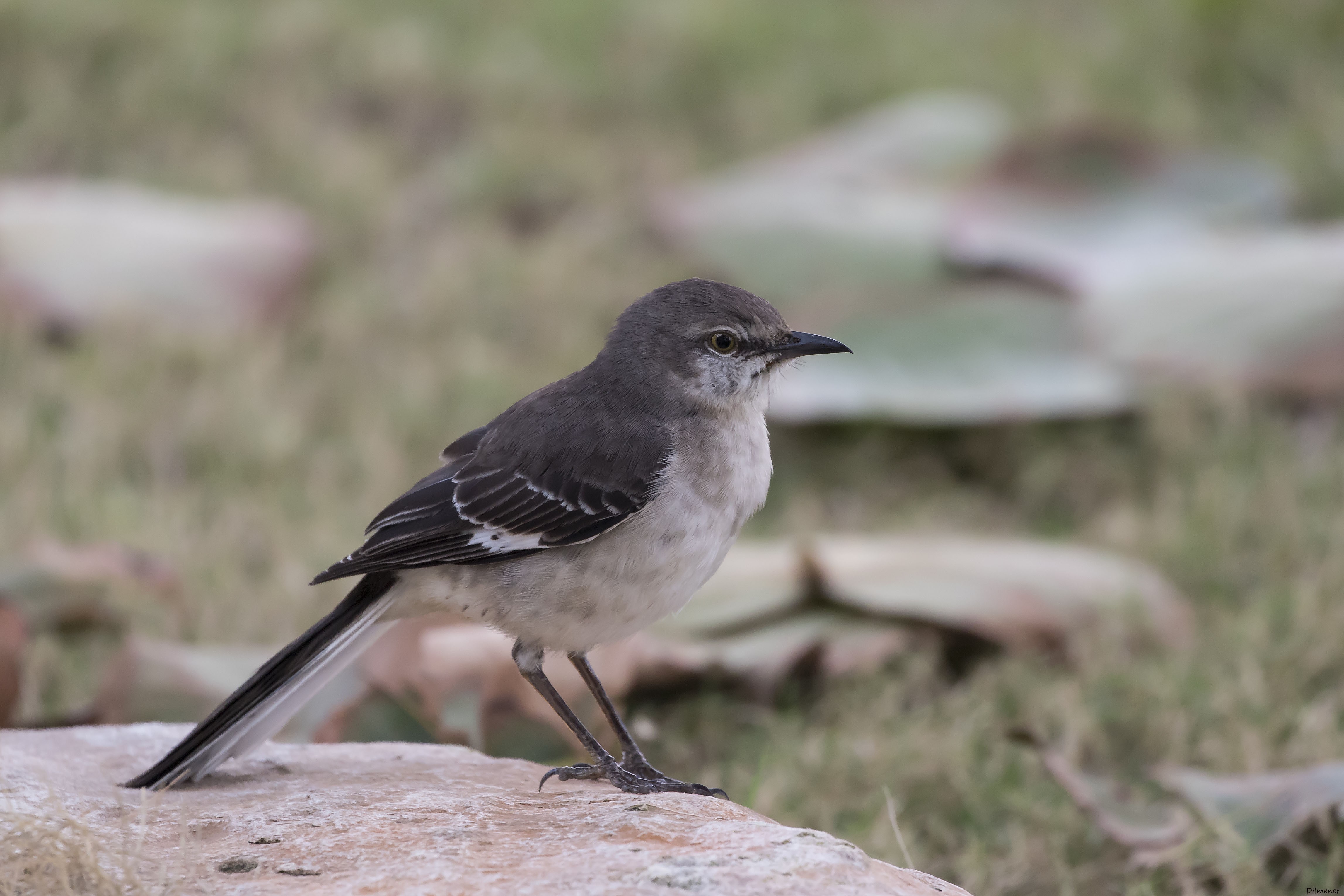 Northern Mockingbird