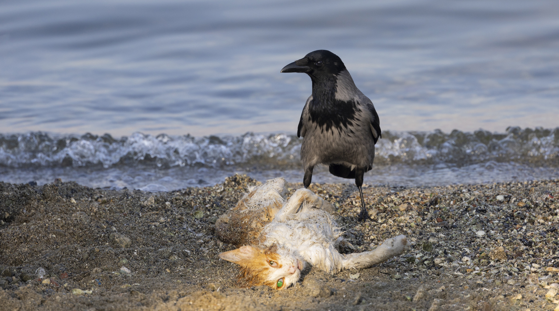 Hooded Crow