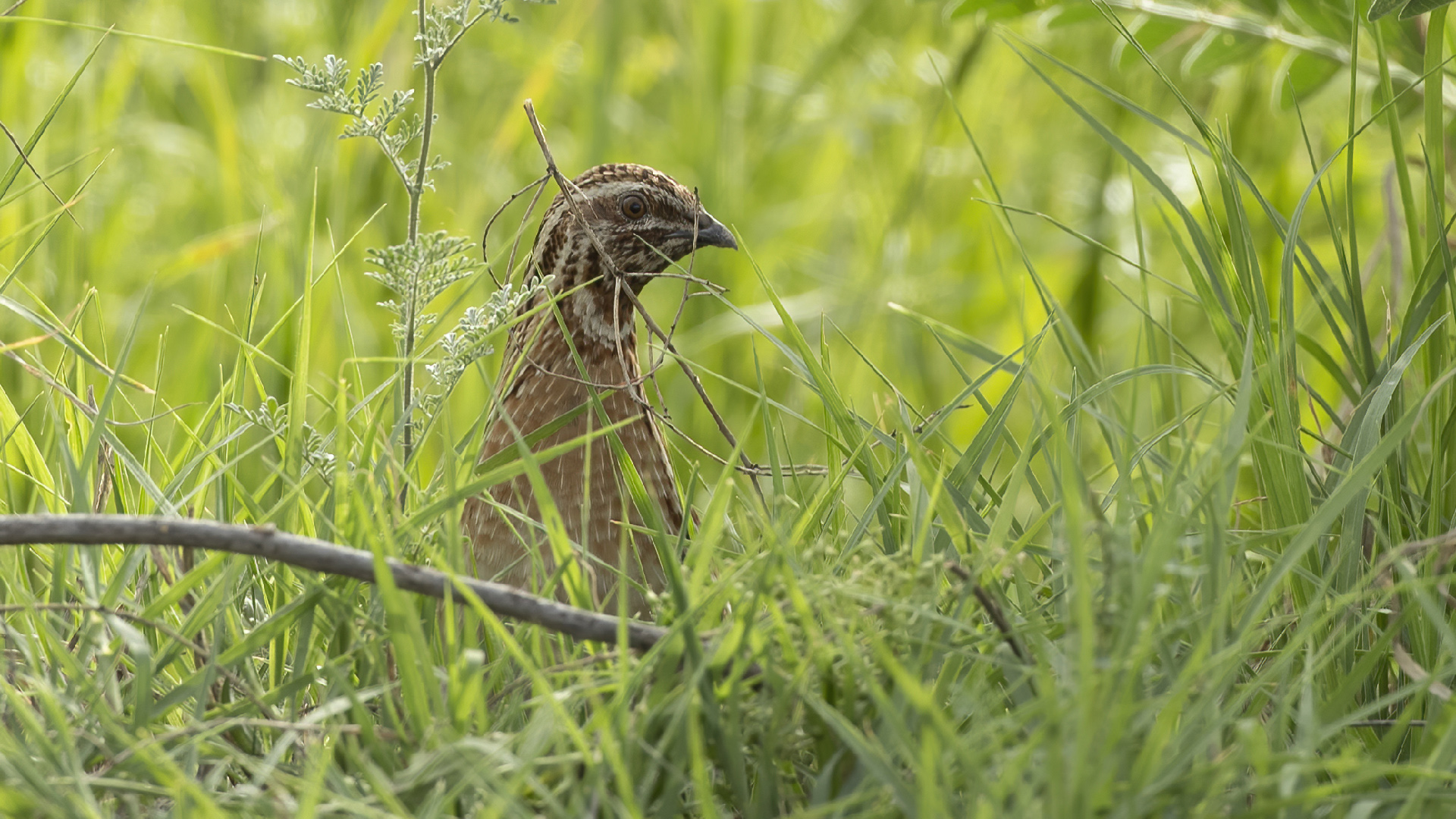 Common Quail