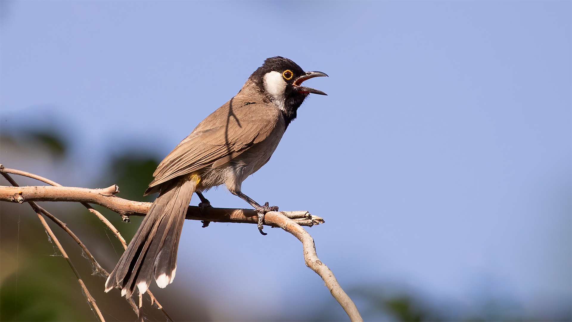 White-eared Bulbul — Ana fotoğraf