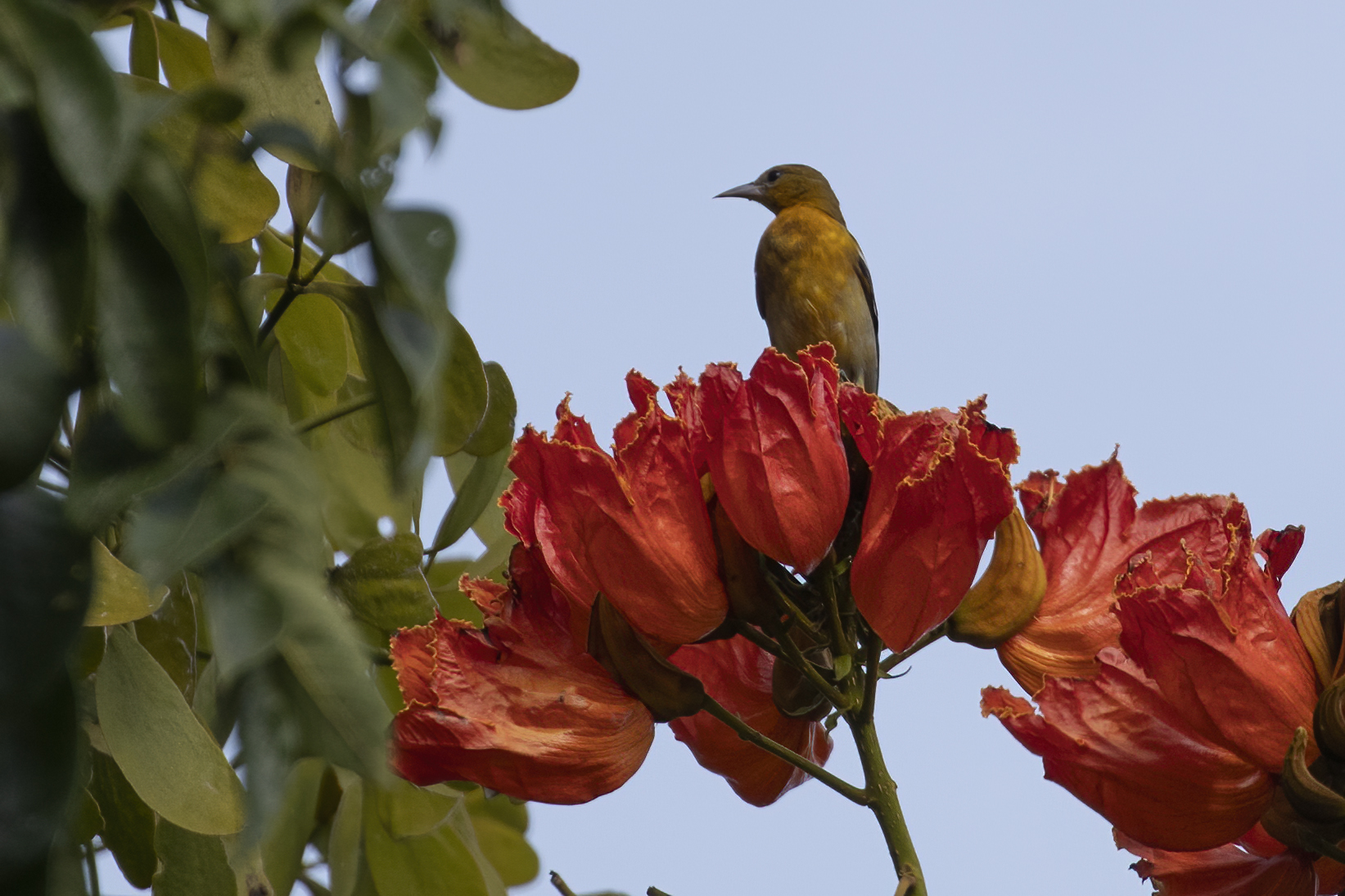 Acadian Flycatcher — Ana fotoğraf