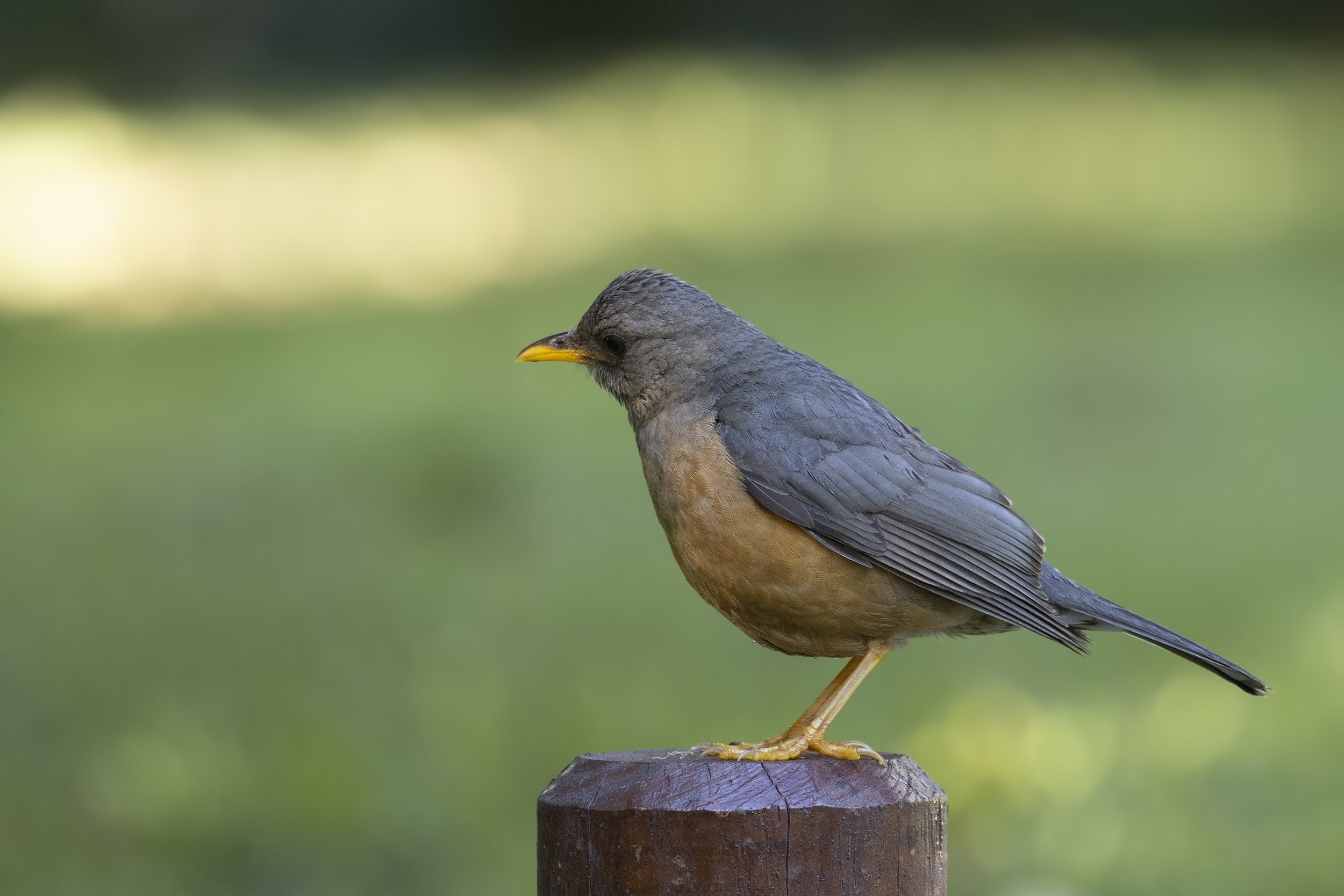 Olive Thrush