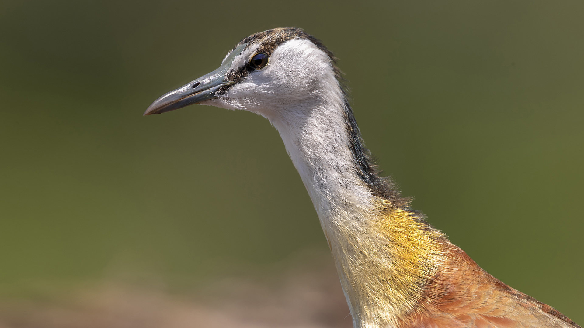 African Jacana — Ana fotoğraf