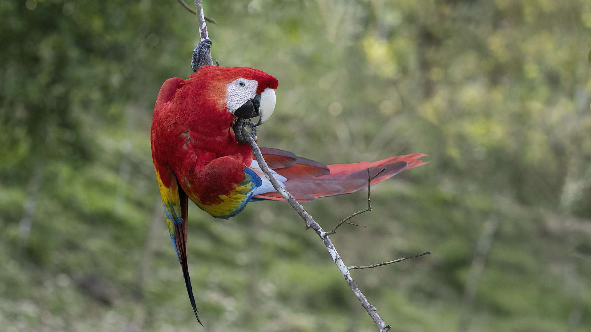 Scarlet Macaw