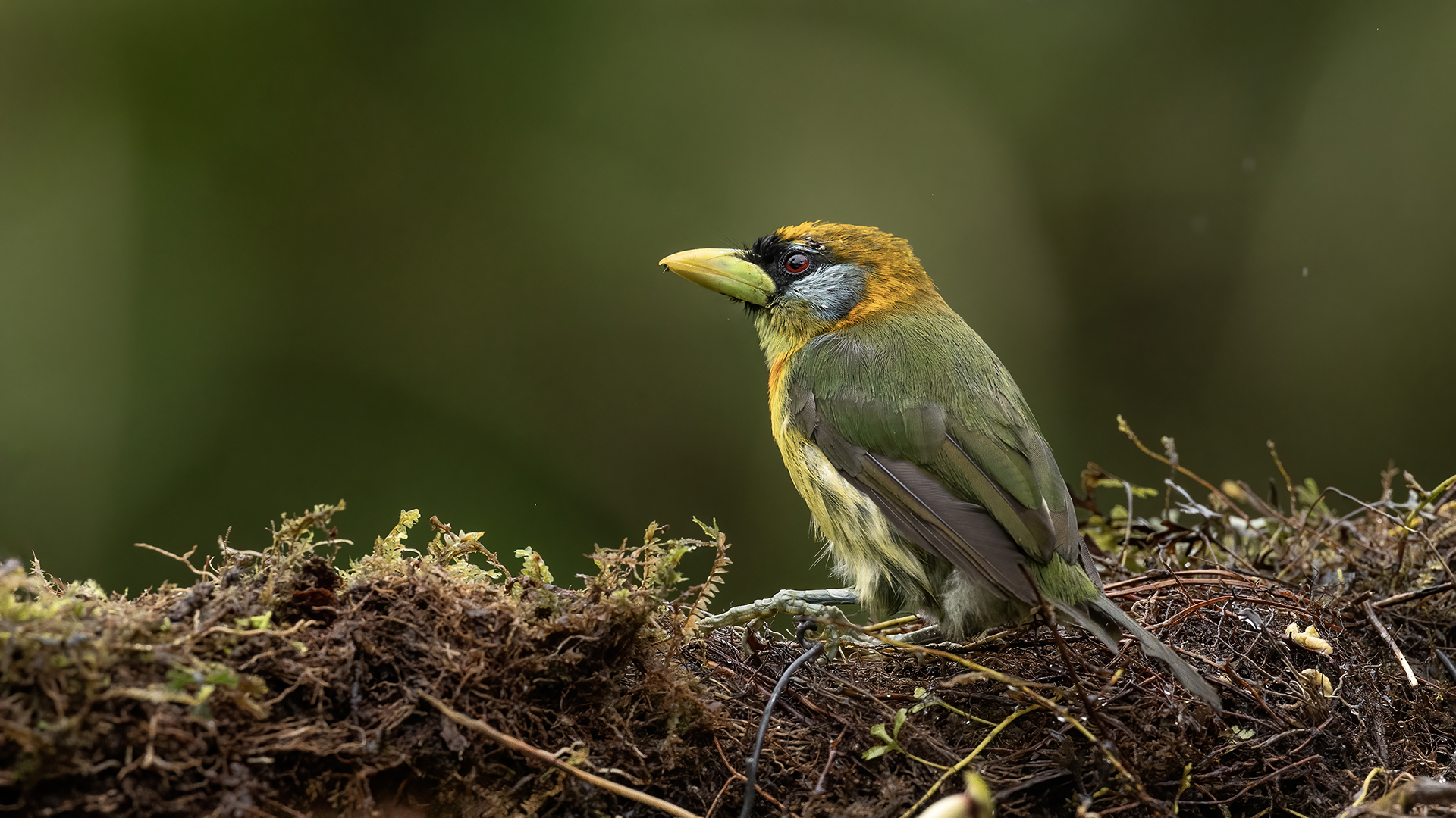 Red-headed Barbet