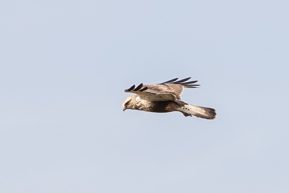 Rough-legged Hawk