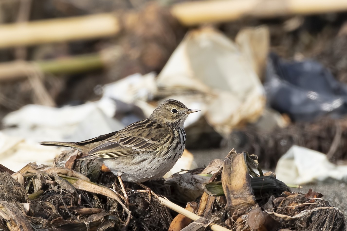 American Pipit