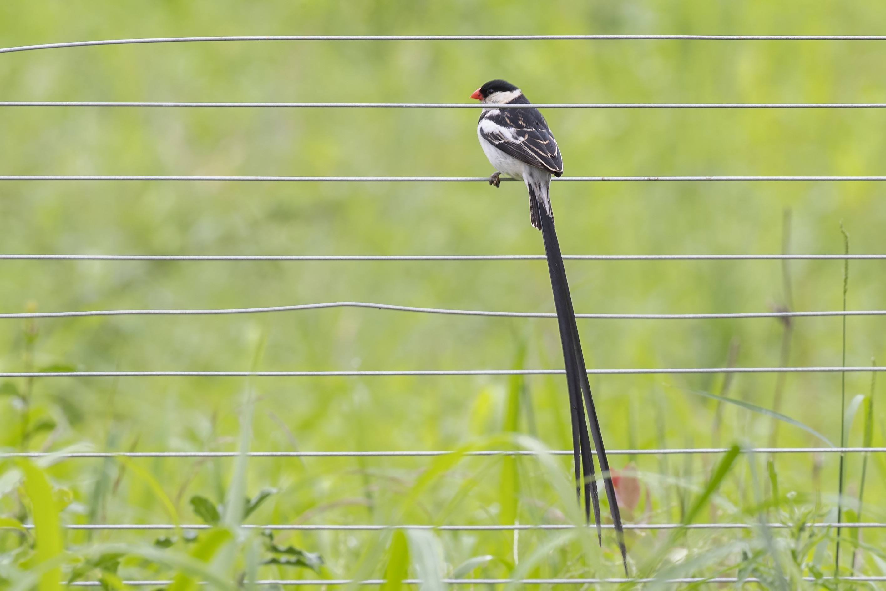 Pin-tailed Whydah — Ana fotoğraf