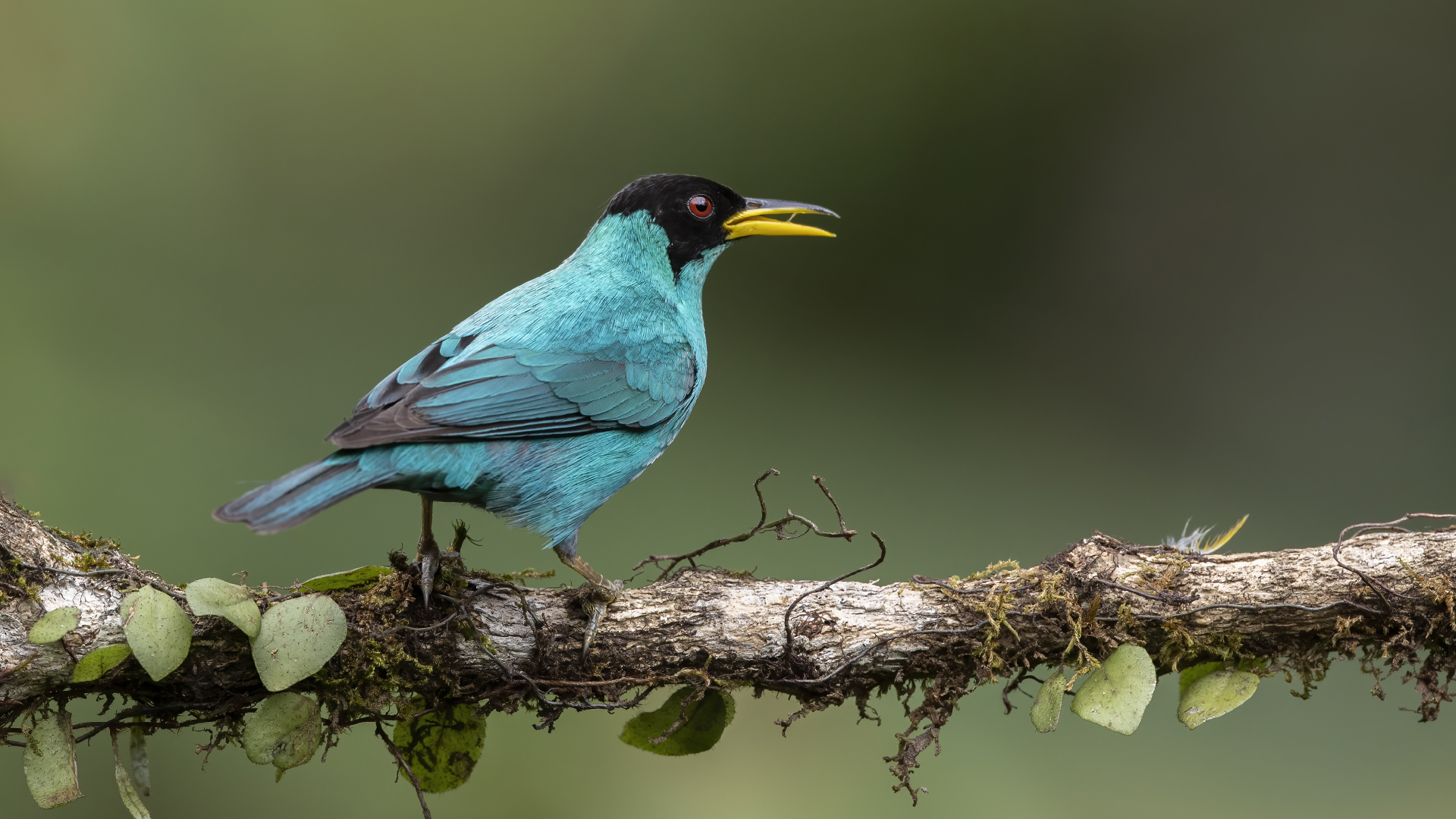Green Honeycreeper