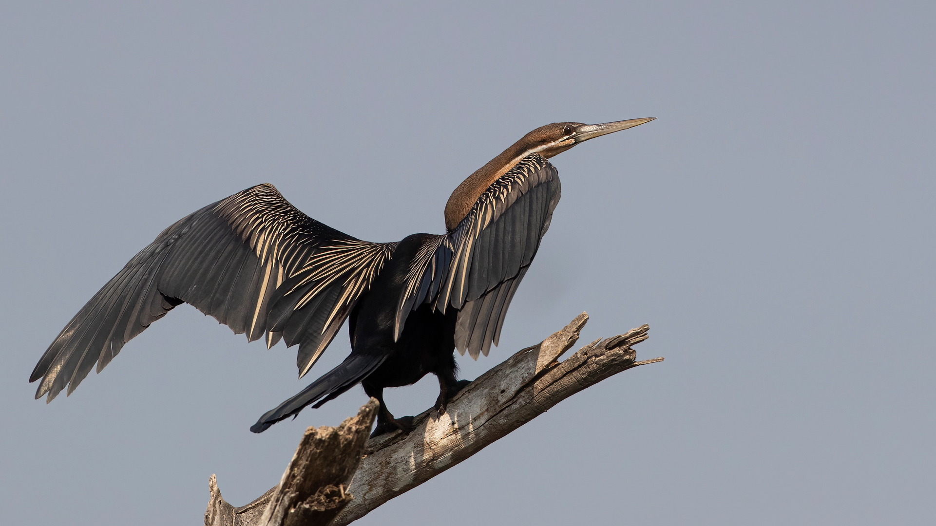 African Darter — Ana fotoğraf