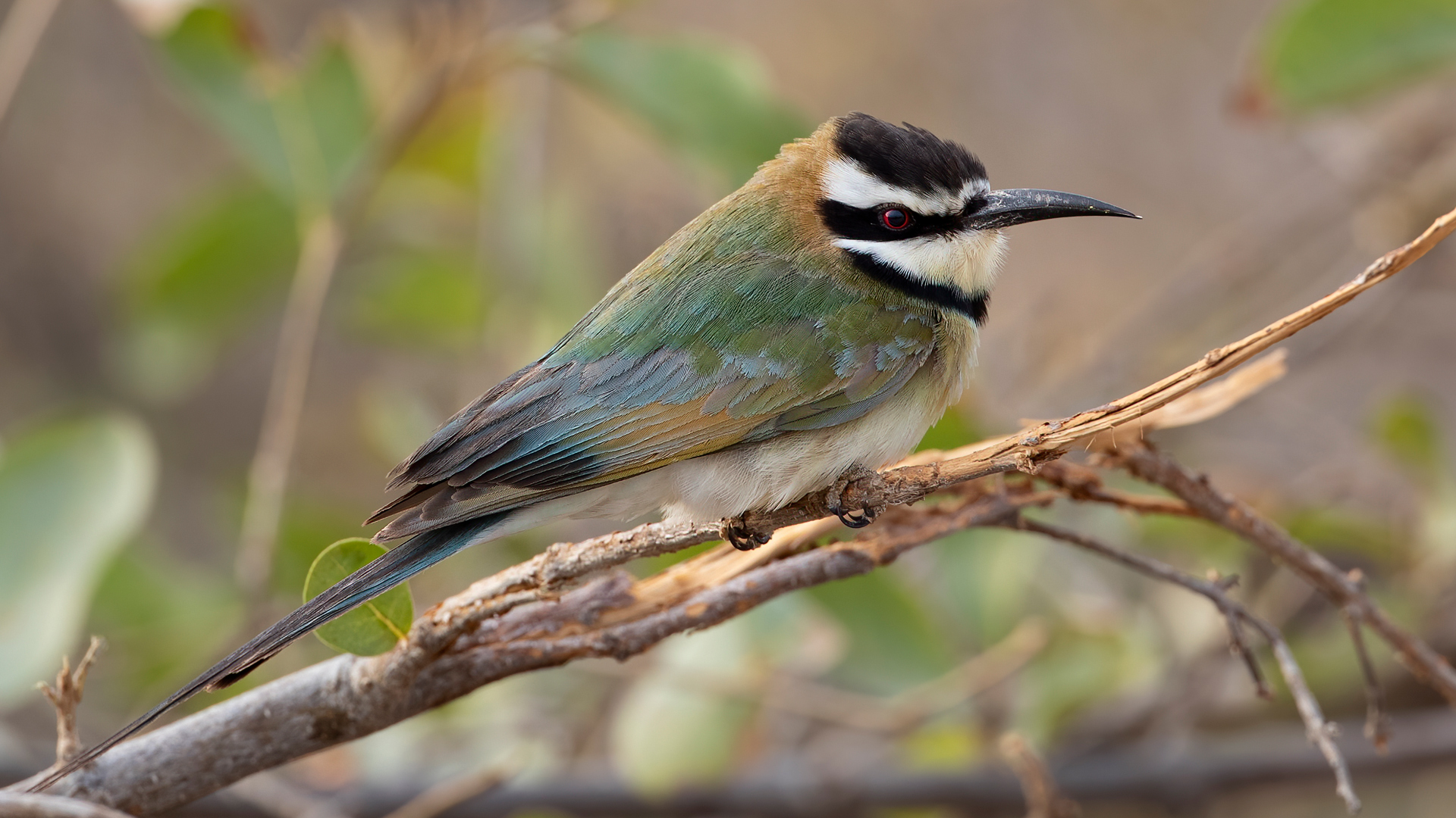 White-throated Bee-eater — Ana fotoğraf