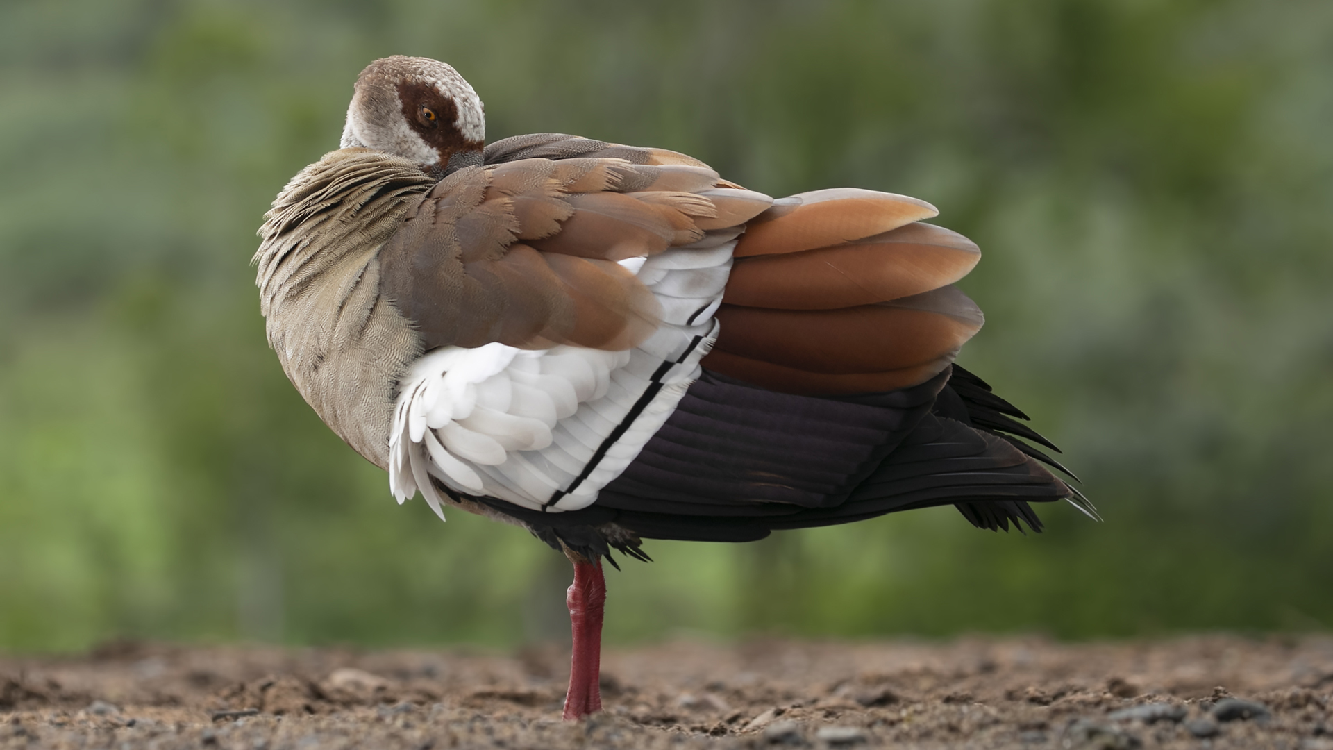 Egyptian Goose