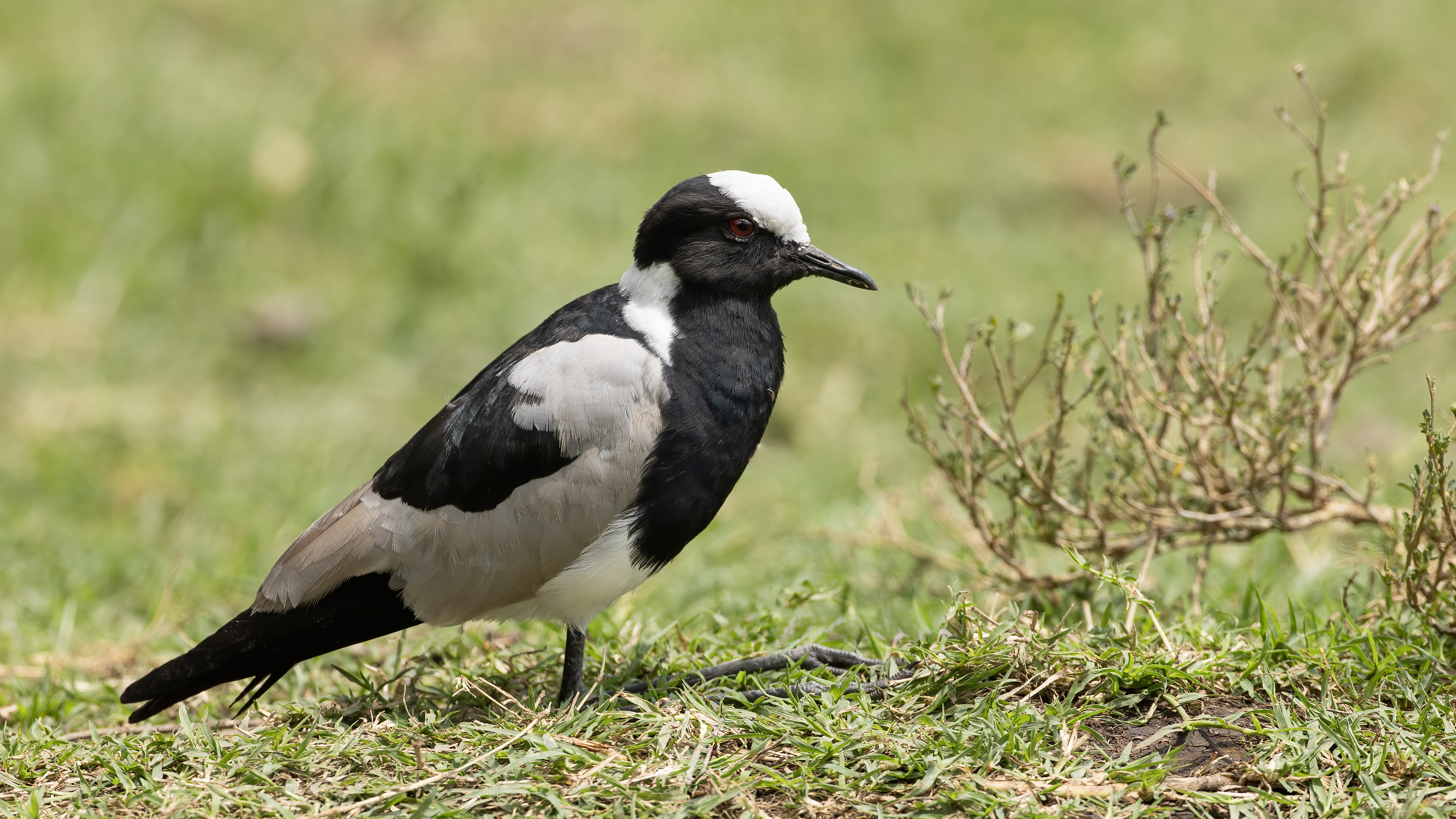 Blacksmith Lapwing
