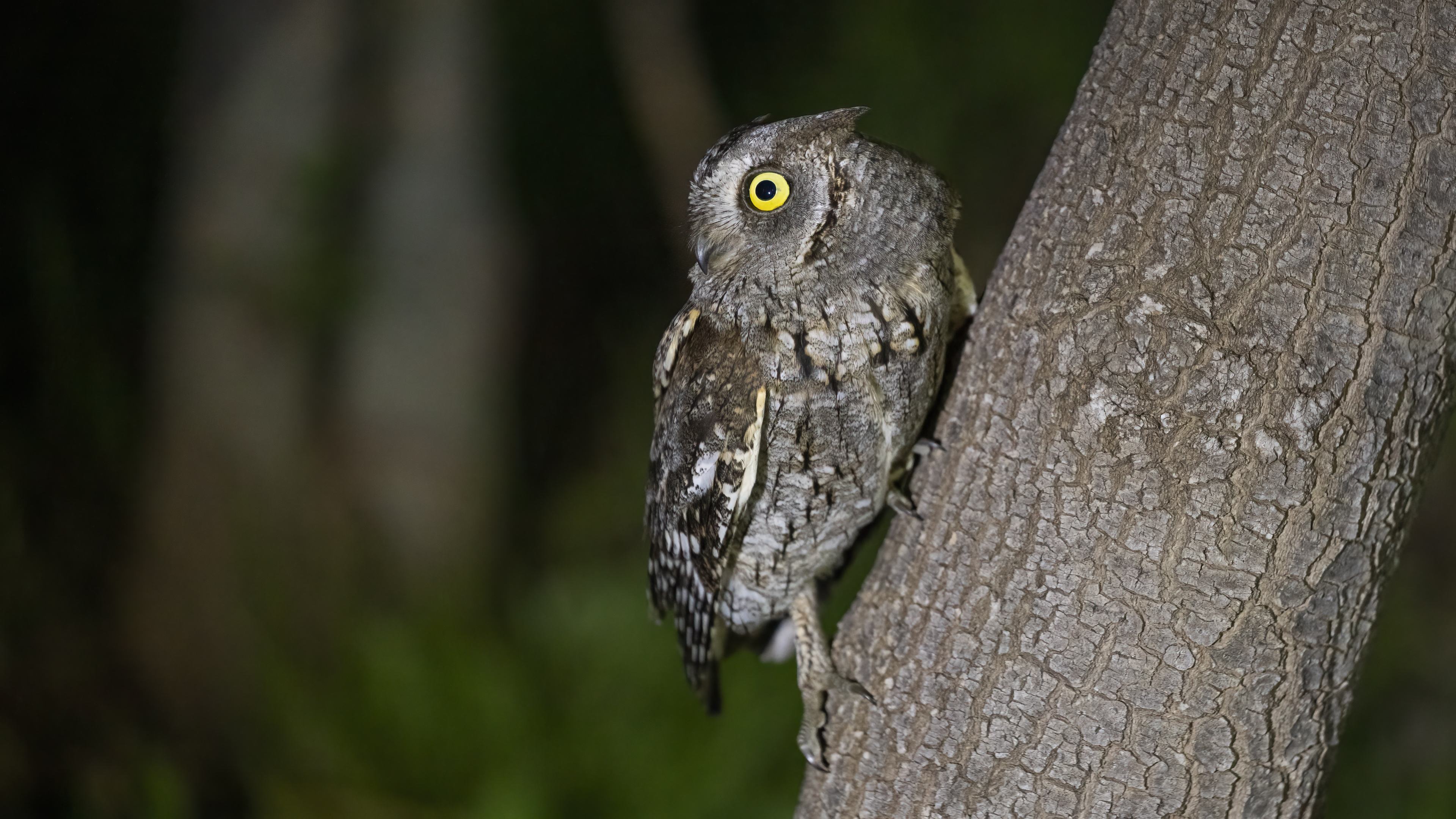 Eurasian Scops-Owl