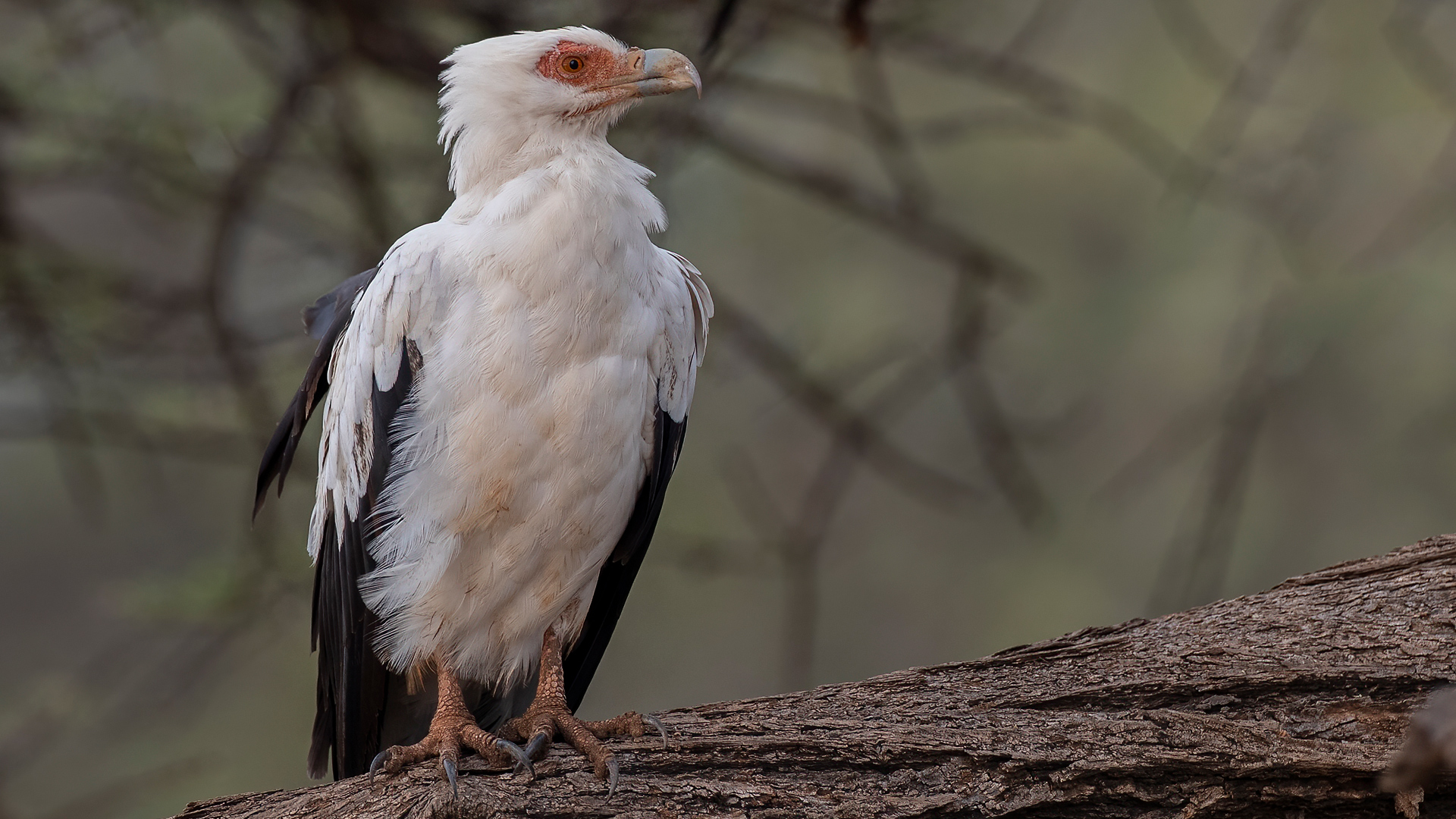 Palm-nut Vulture — Ana fotoğraf