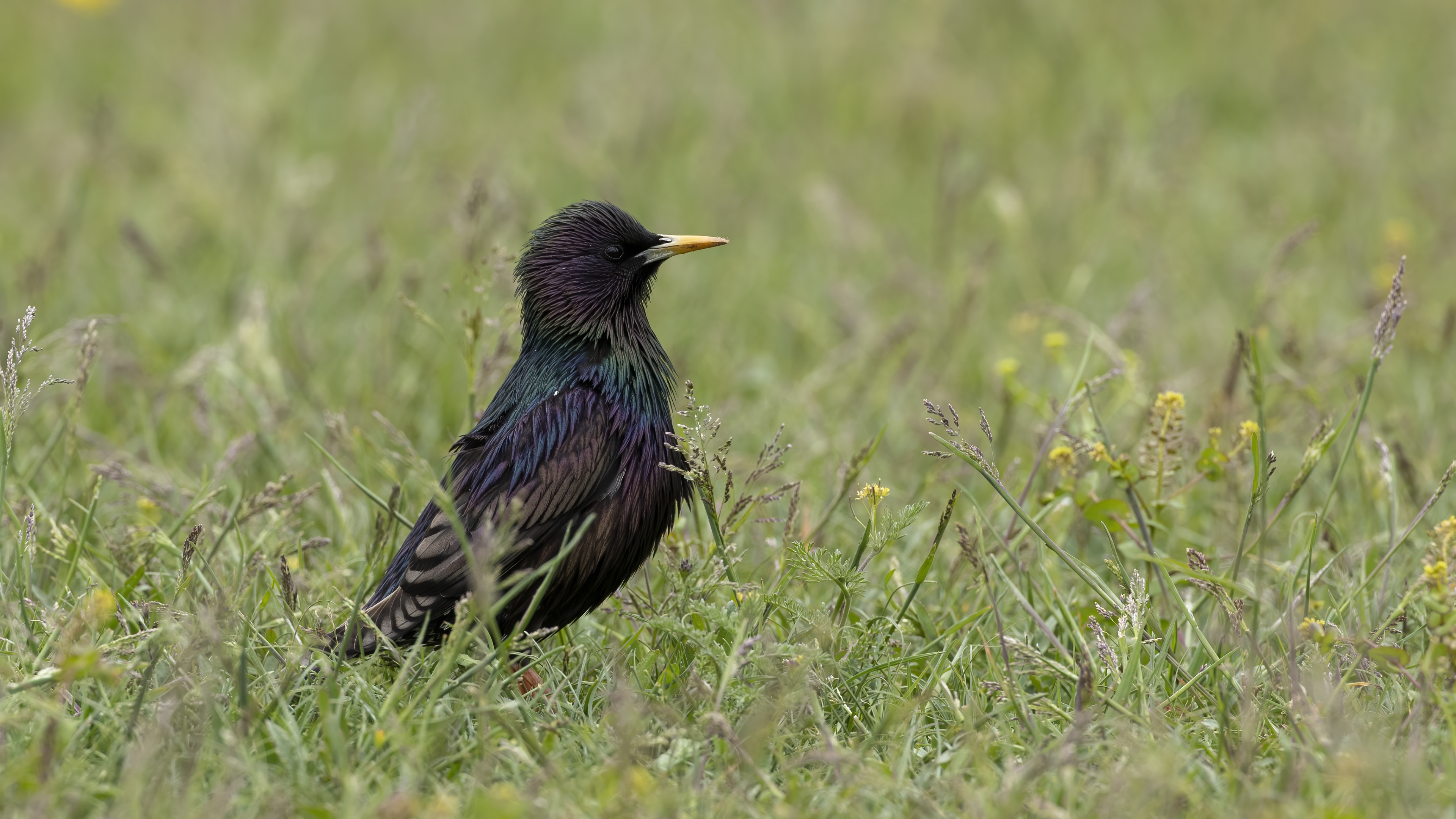 European Starling