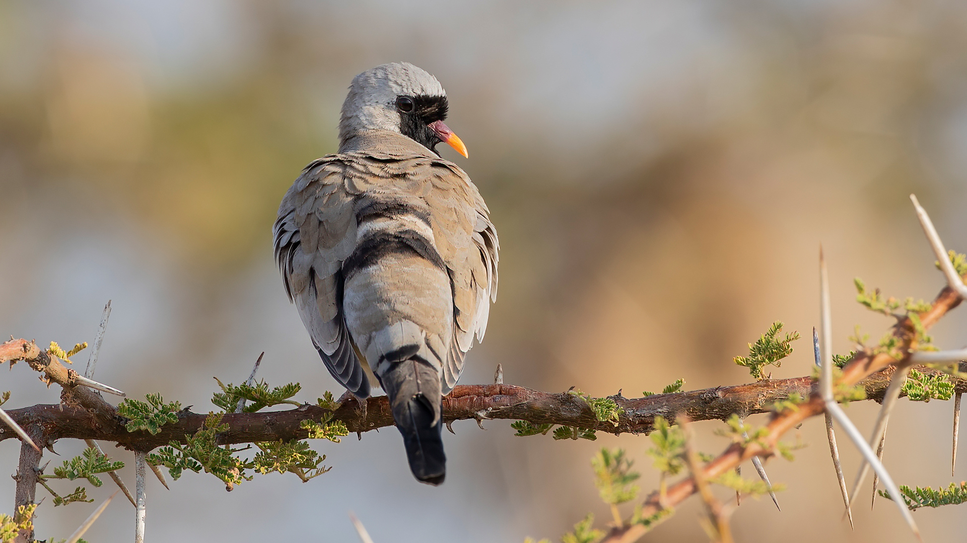 Namaqua Dove