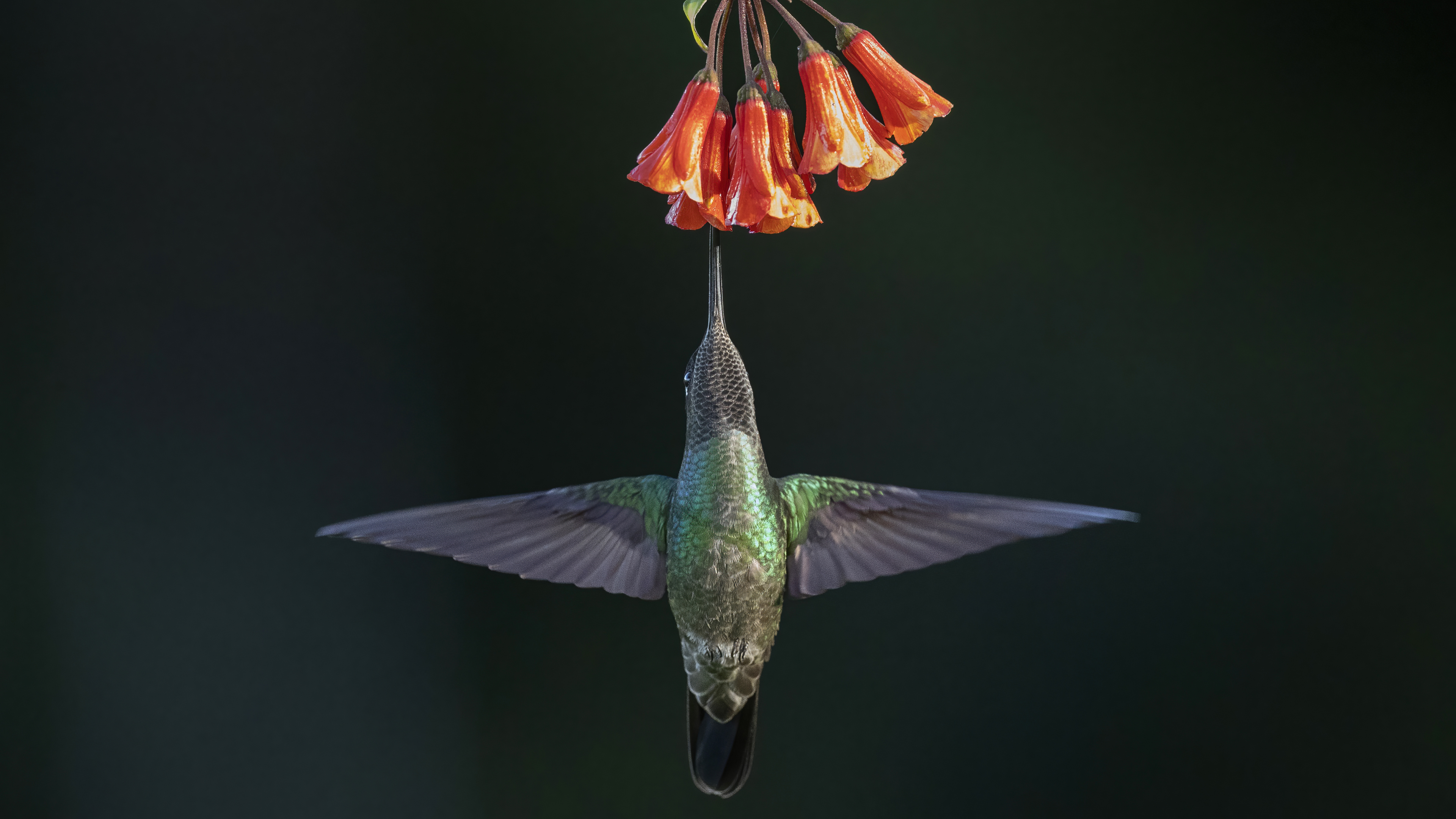 Talamanca Hummingbird