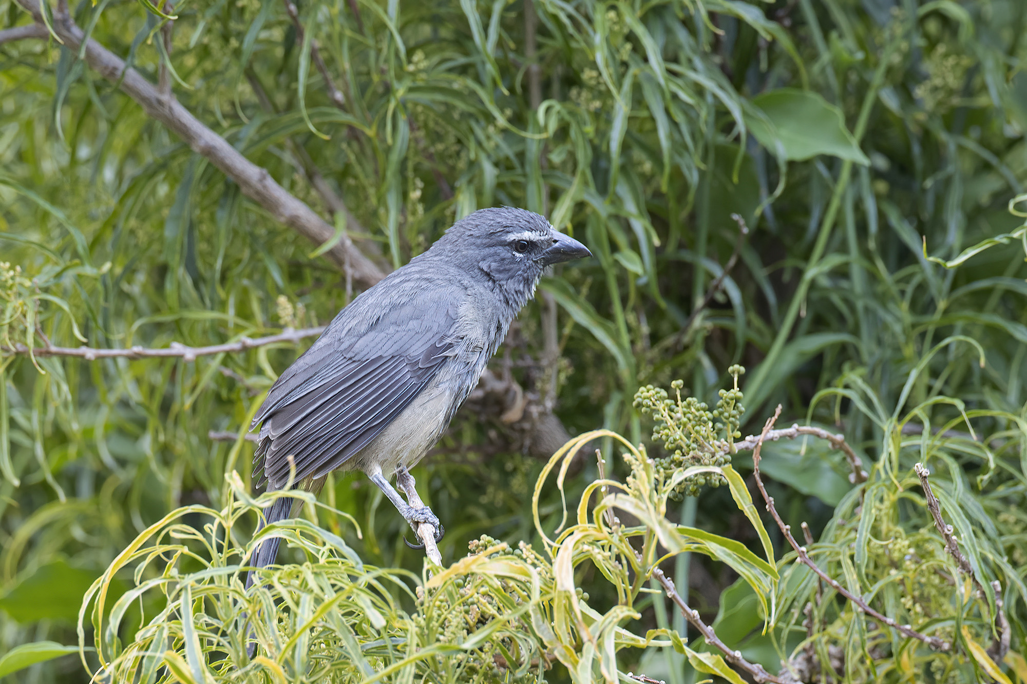 Acadian Flycatcher