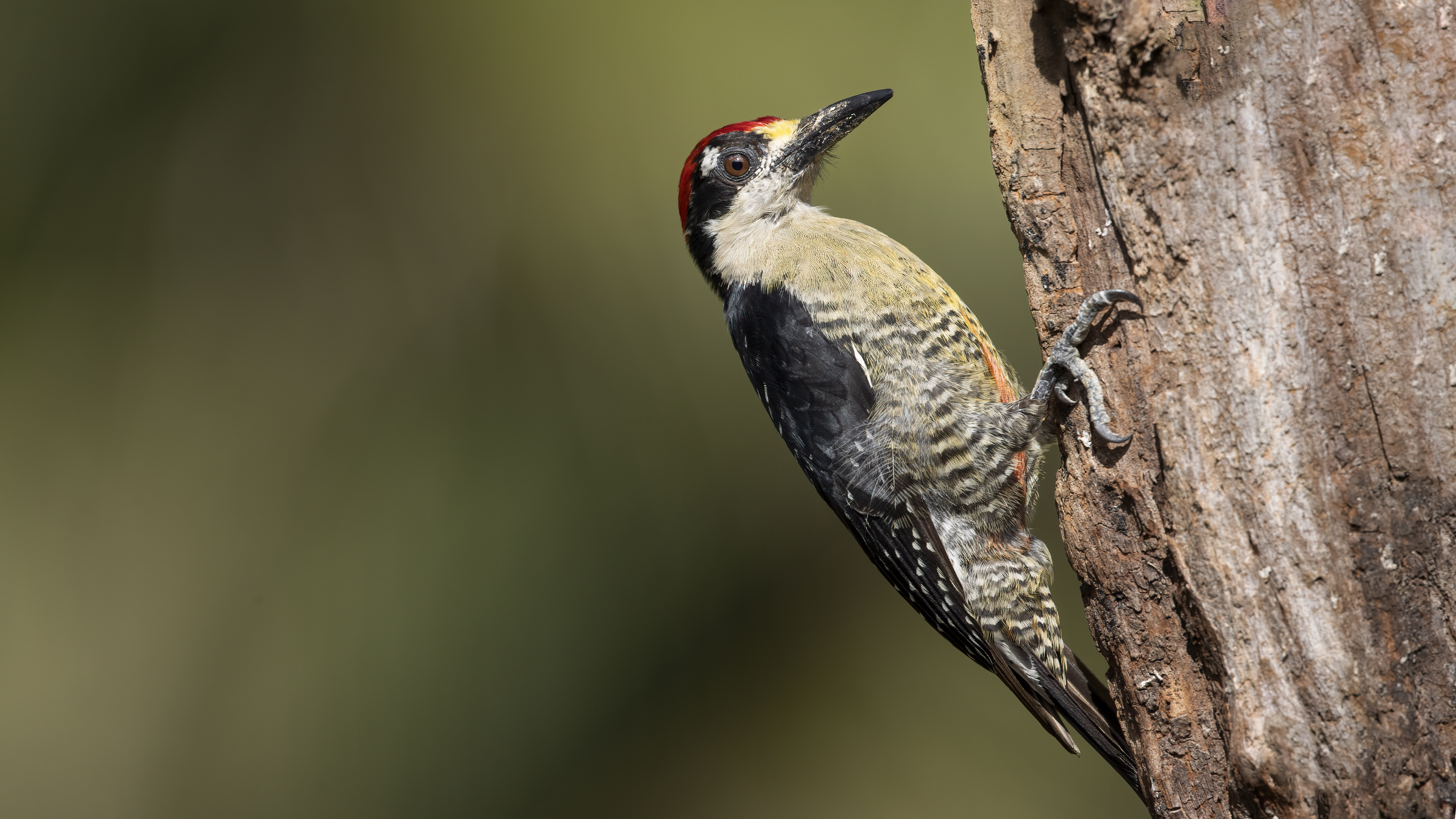 Black-cheeked Woodpecker