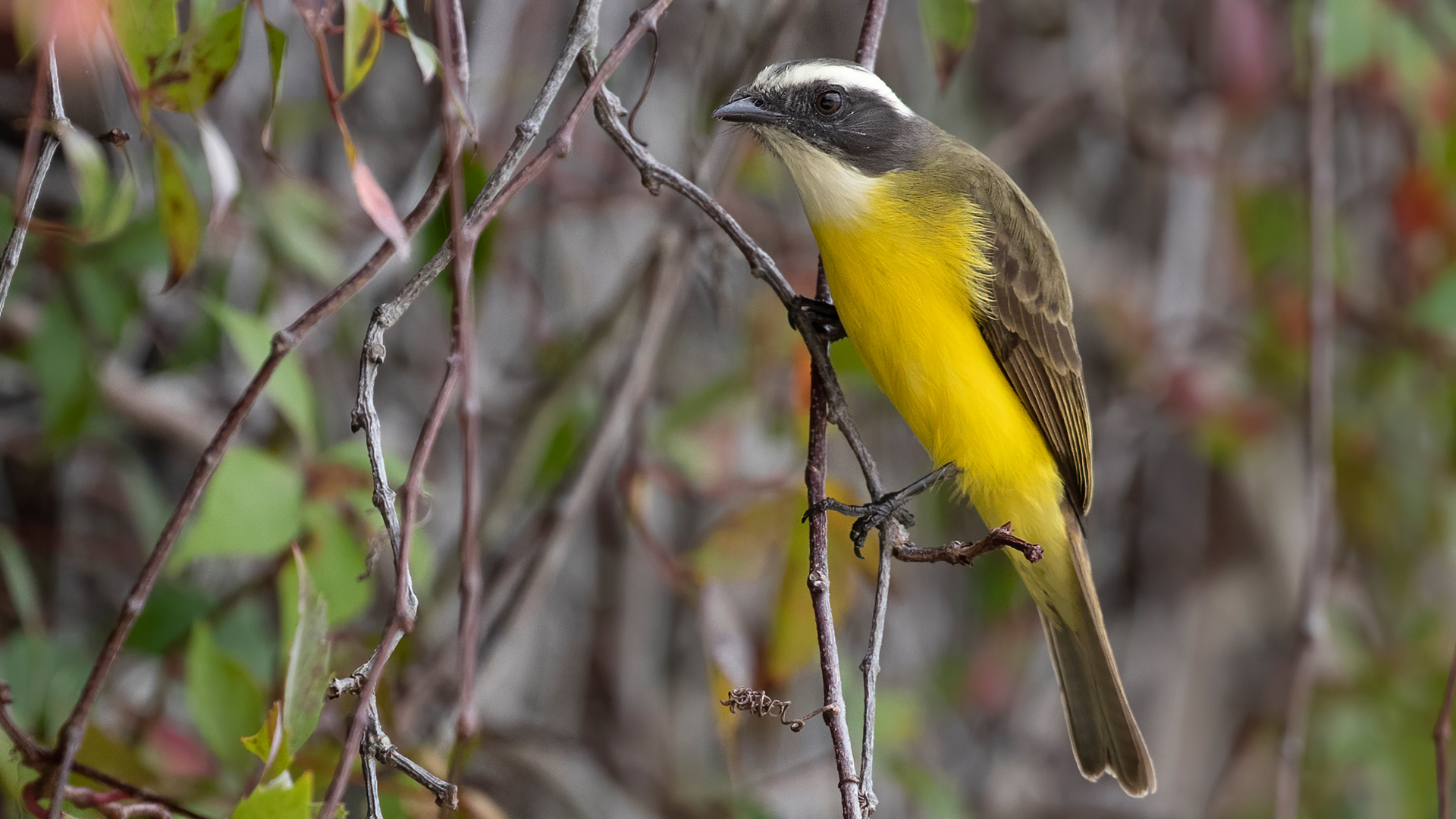 Social Flycatcher