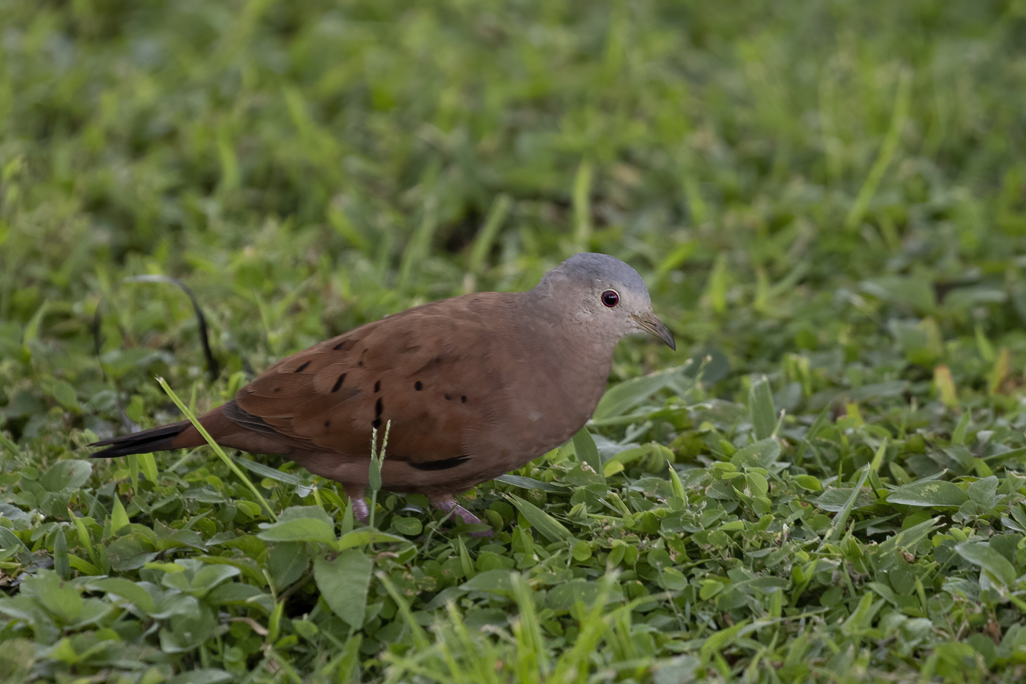 Plain-breasted Ground Dove