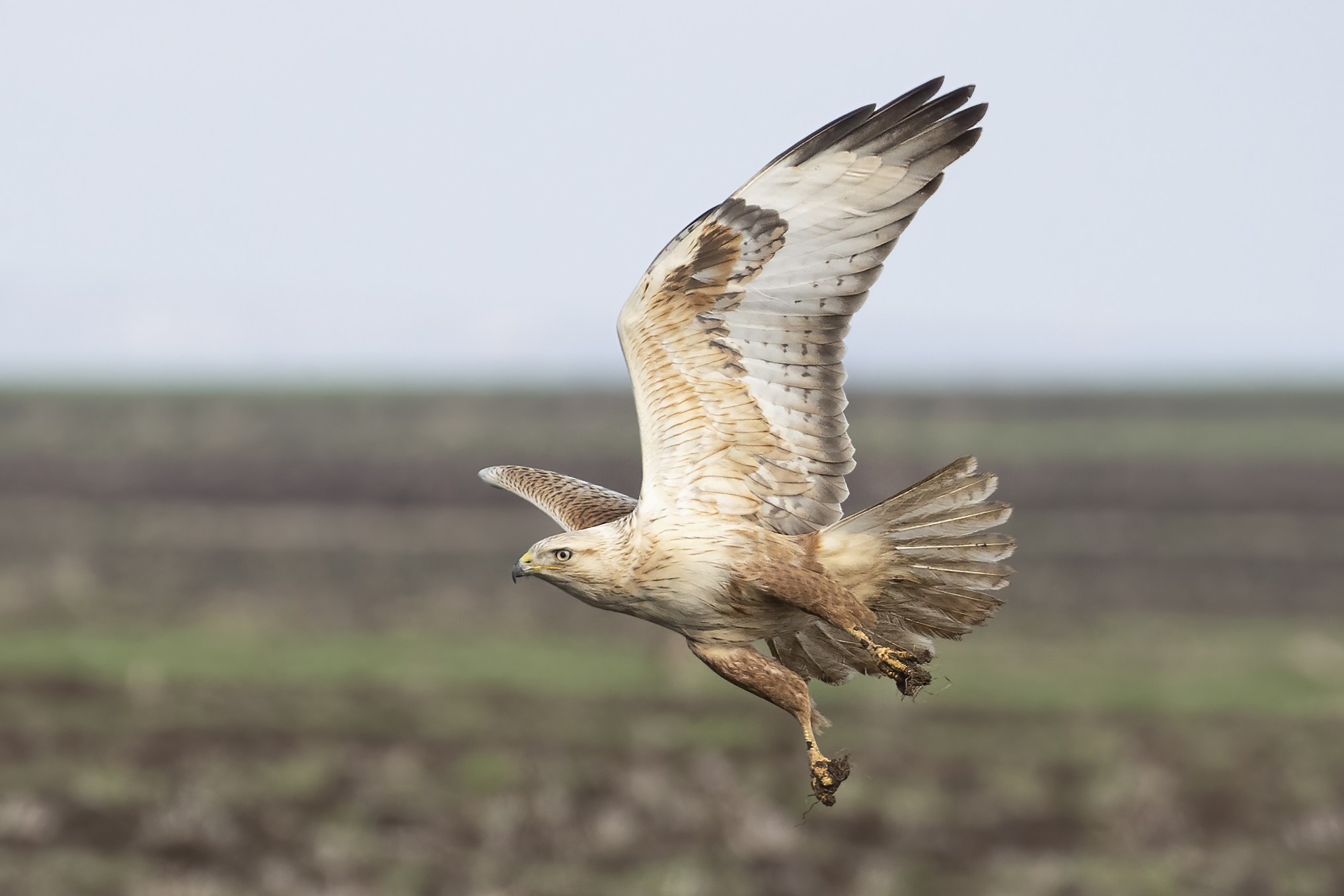 Long-legged Buzzard — Ana fotoğraf