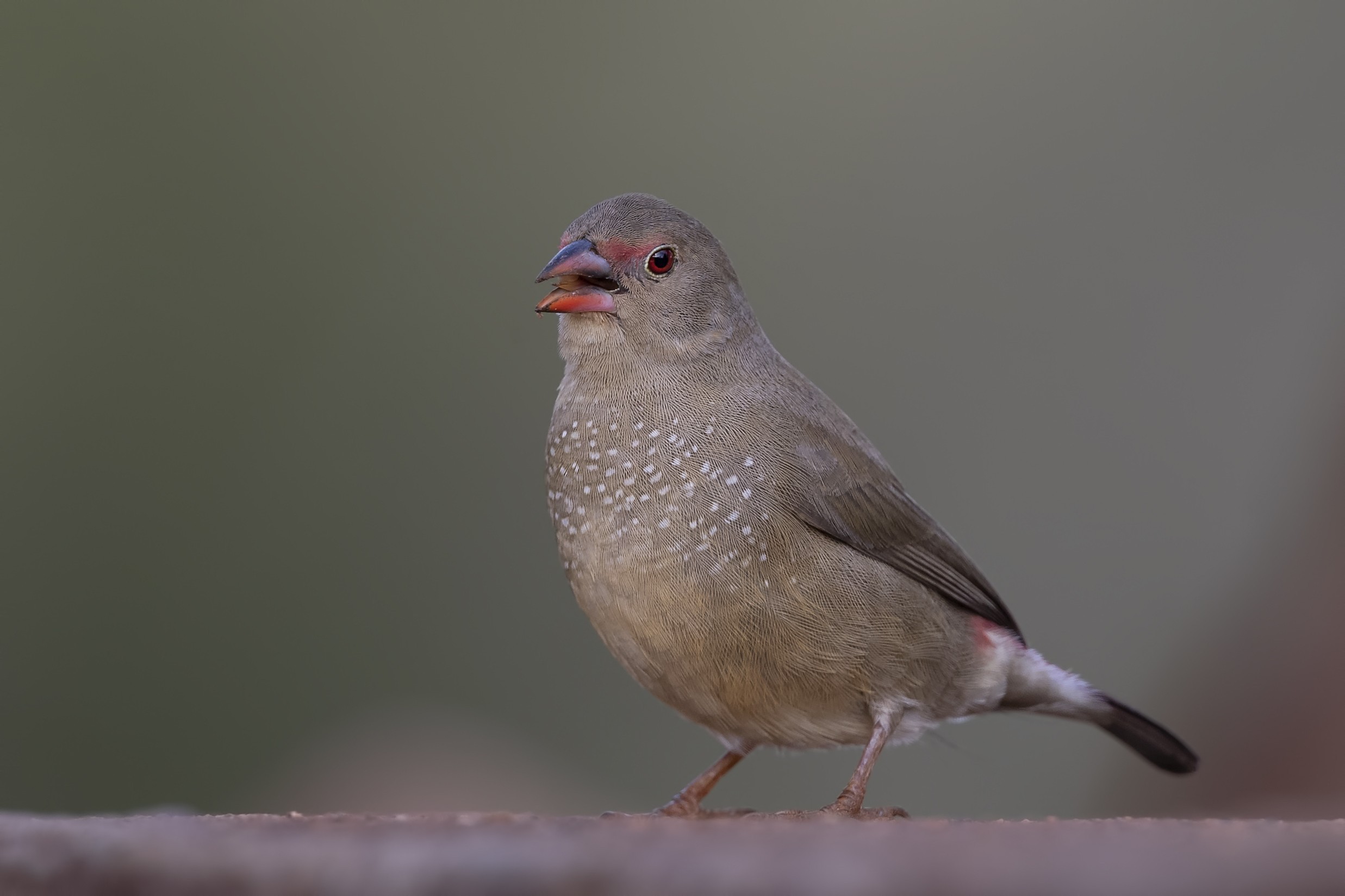 Red-billed Firefinch