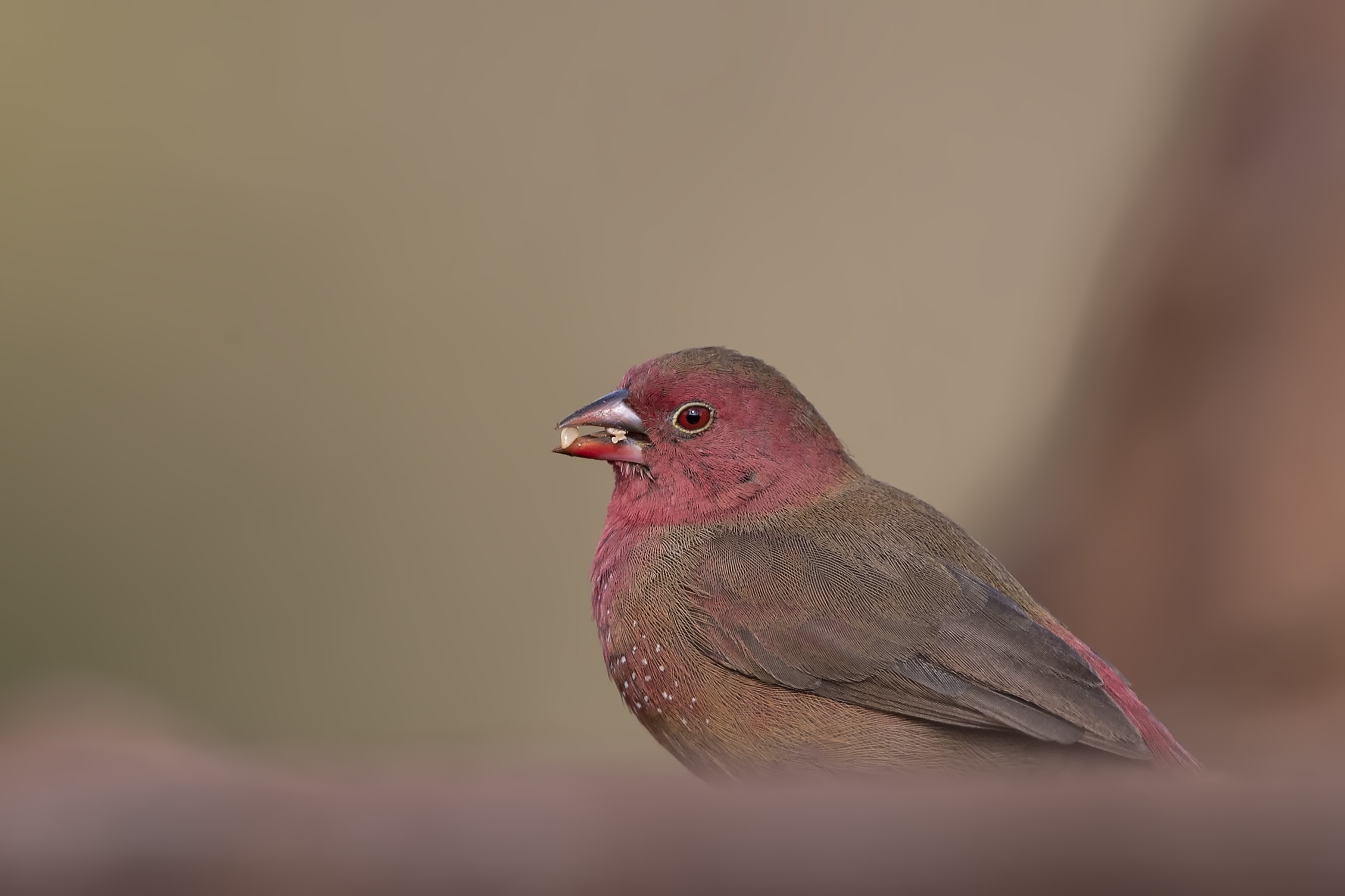 Red-billed Firefinch — Ana fotoğraf