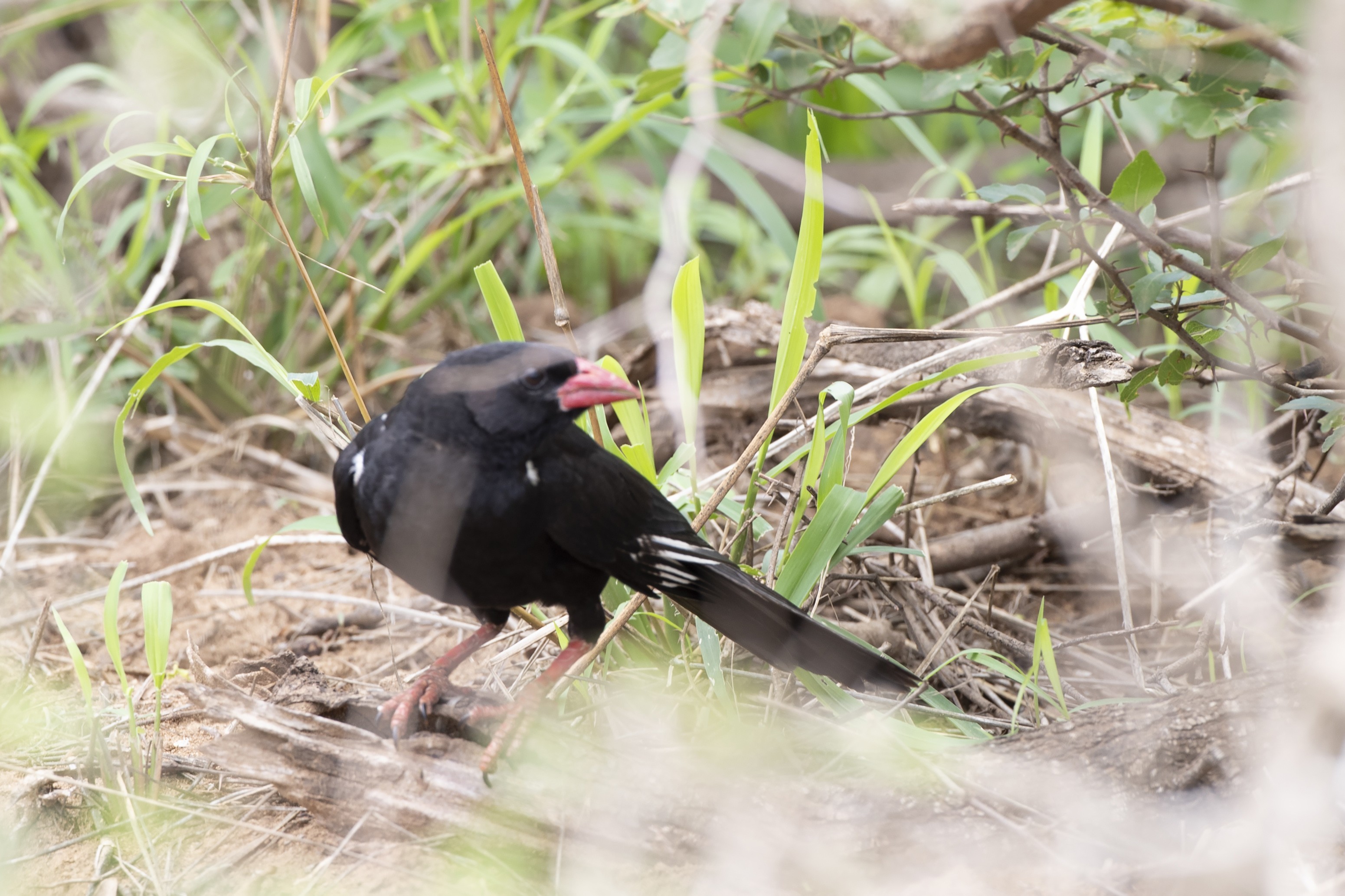 Red-billed Buffalo-Weaver — Ana fotoğraf