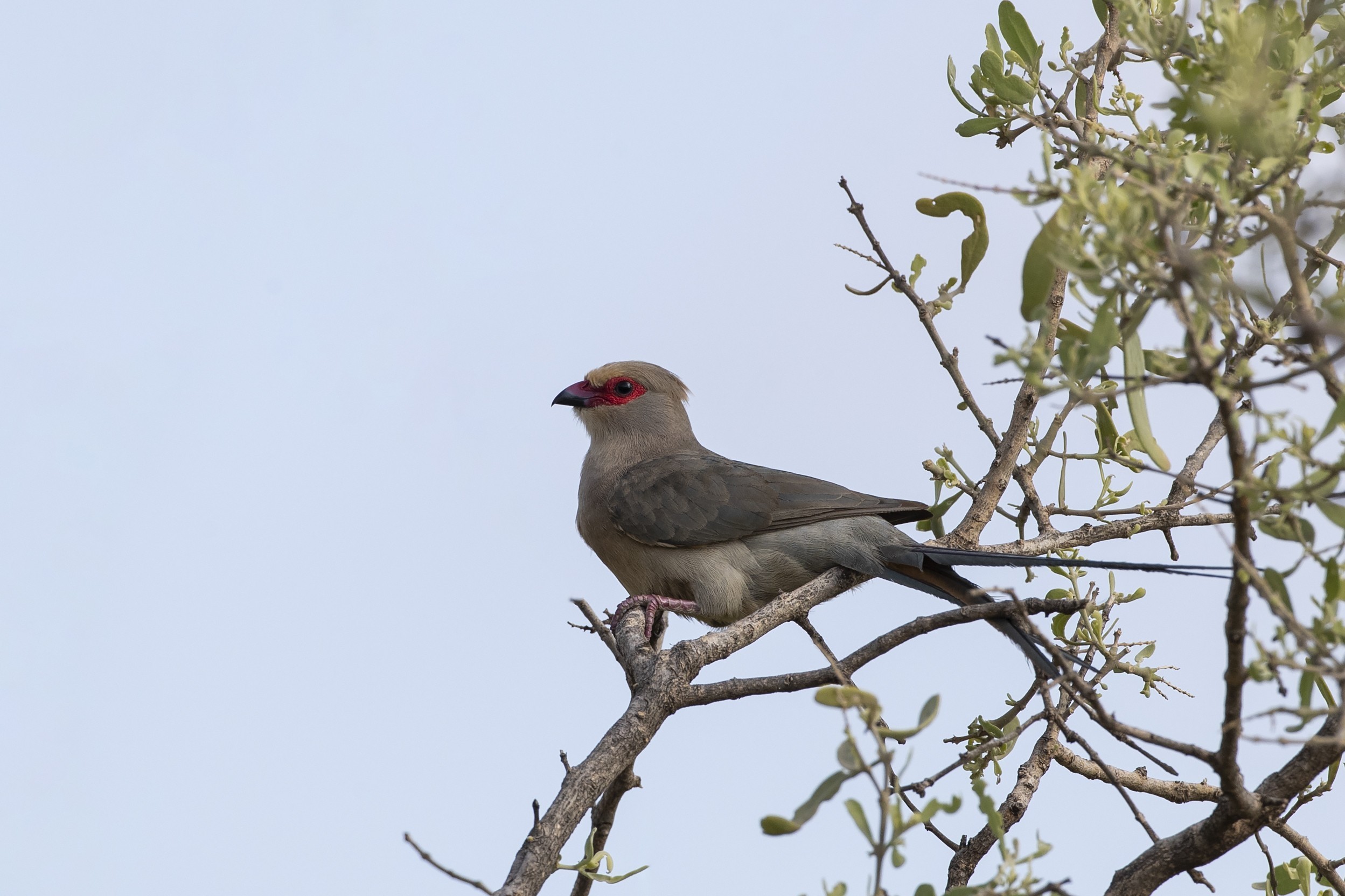 Red-faced Mousebird