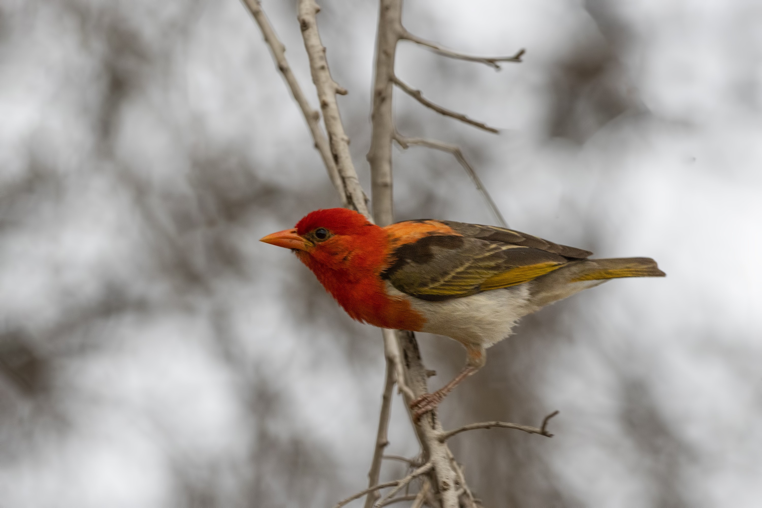Red-headed Weaver