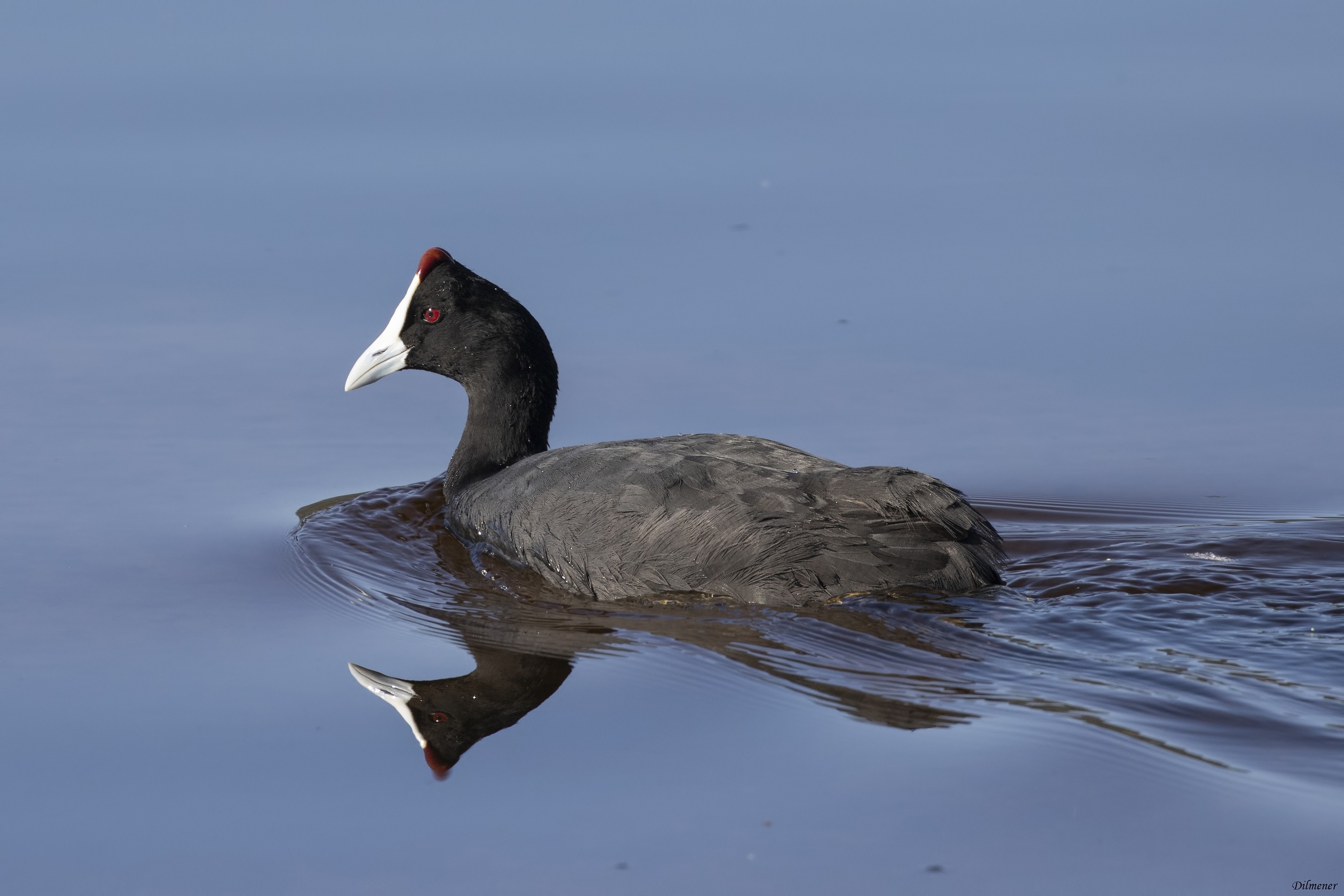 Red-knobbed Coot — Ana fotoğraf