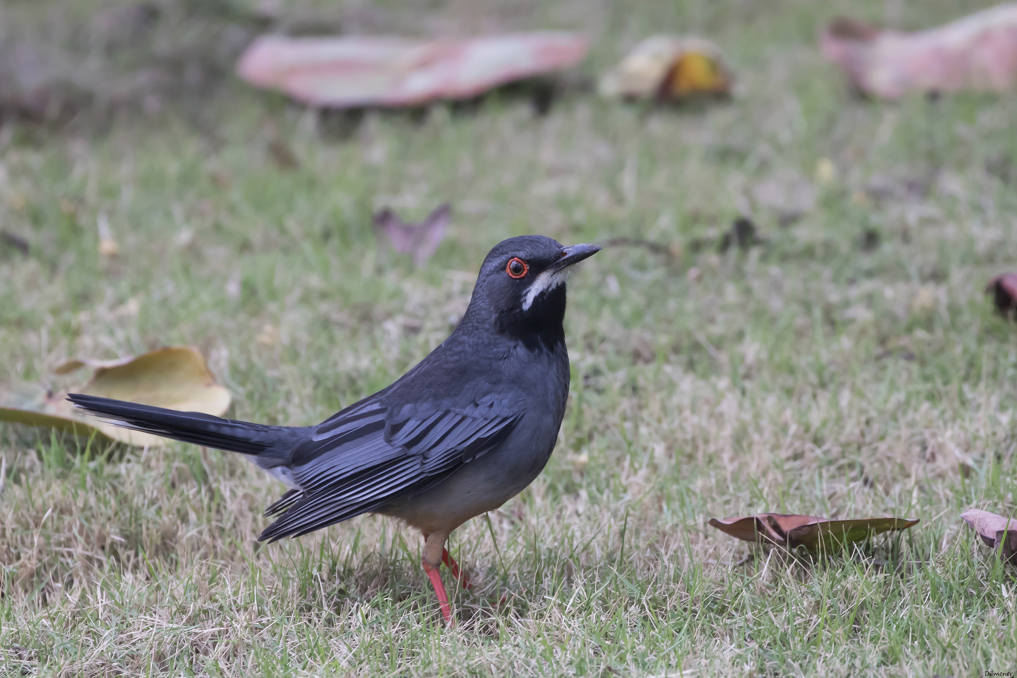 Red-legged Thrush