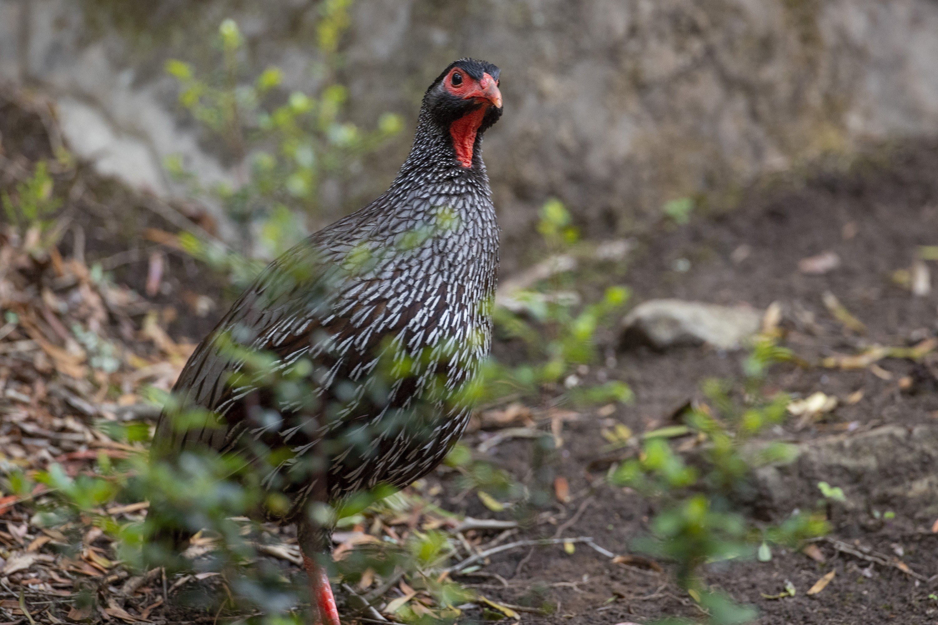 Red-necked Francolin — Ana fotoğraf