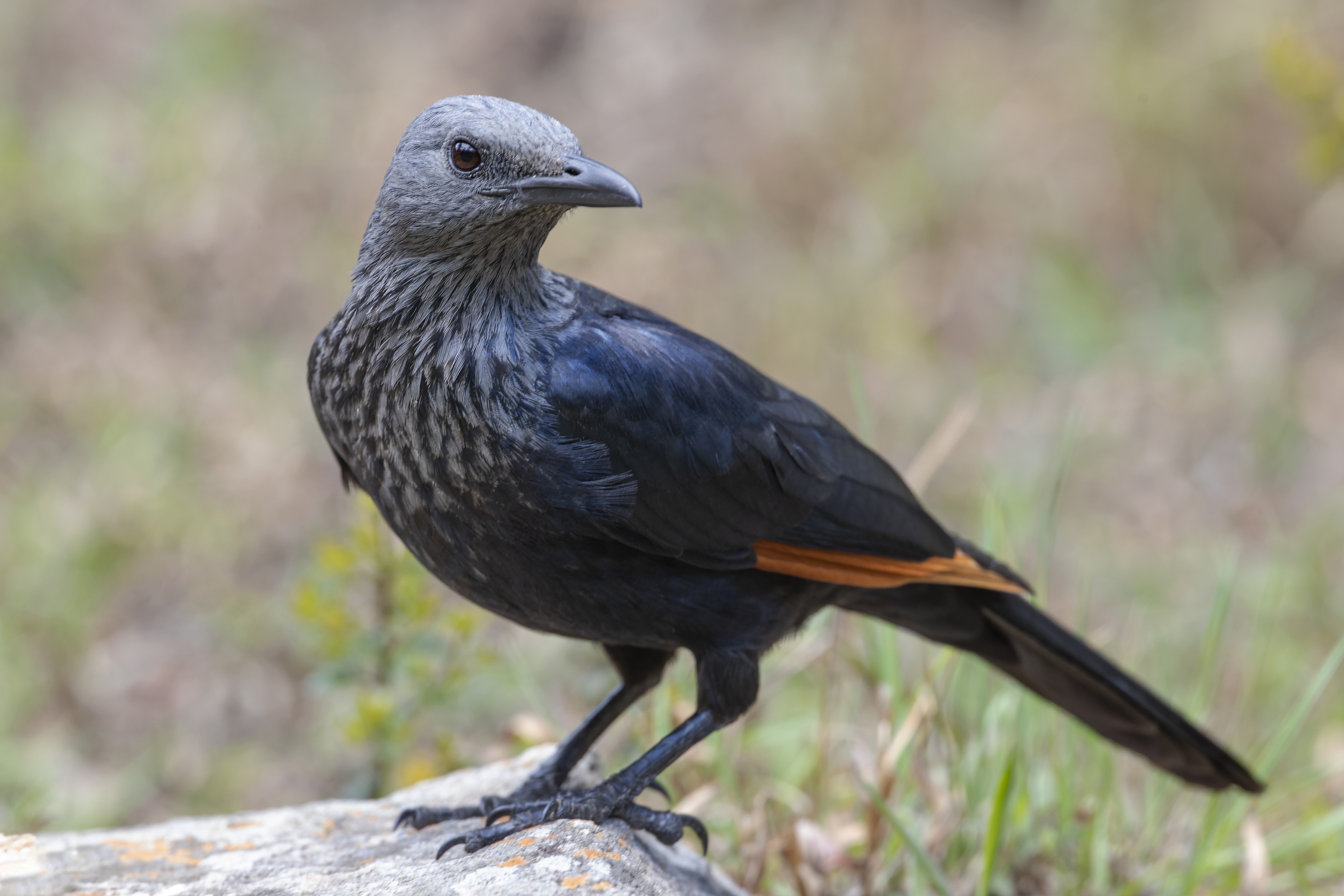 Red-winged Starling