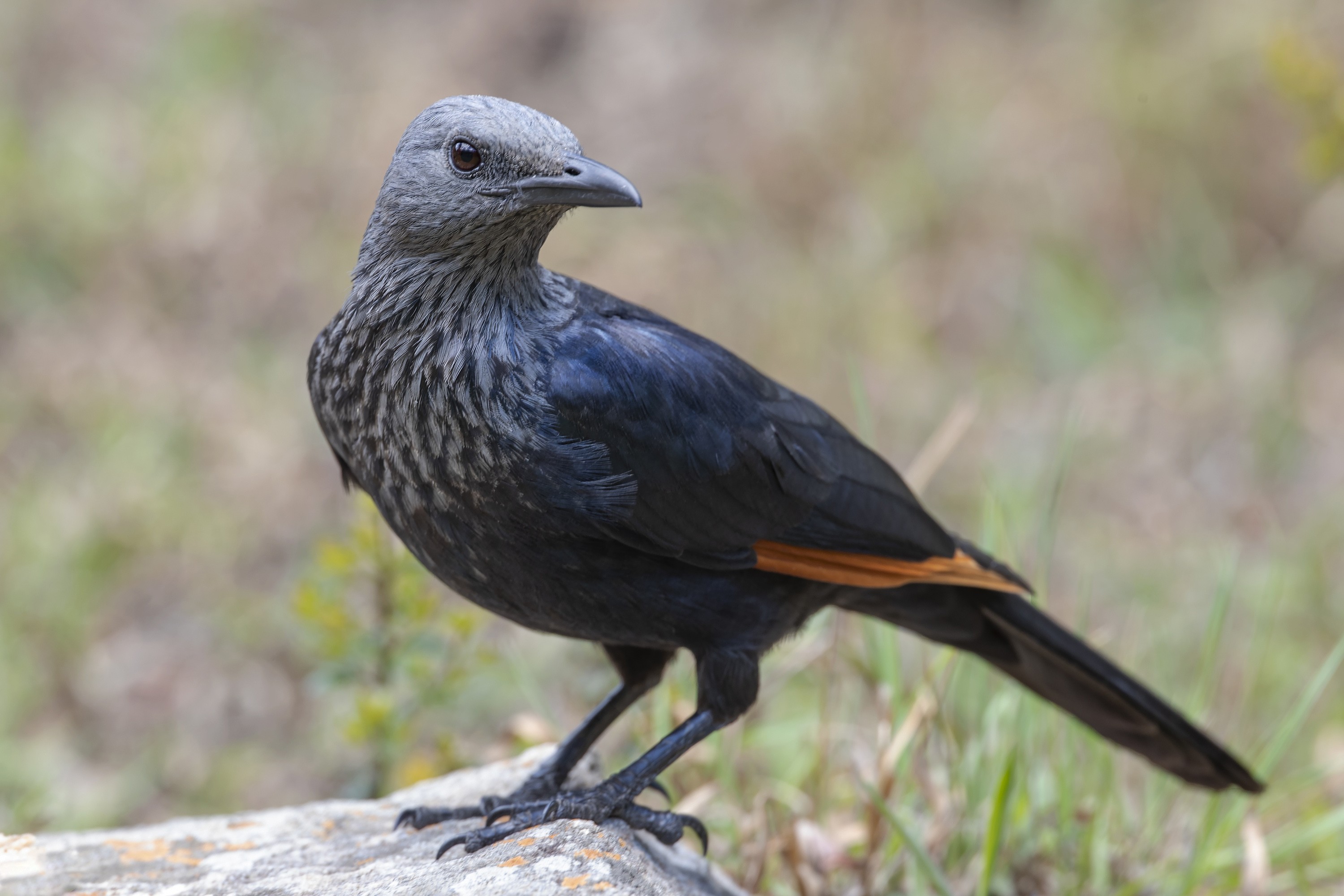 Red-winged Starling — Ana fotoğraf