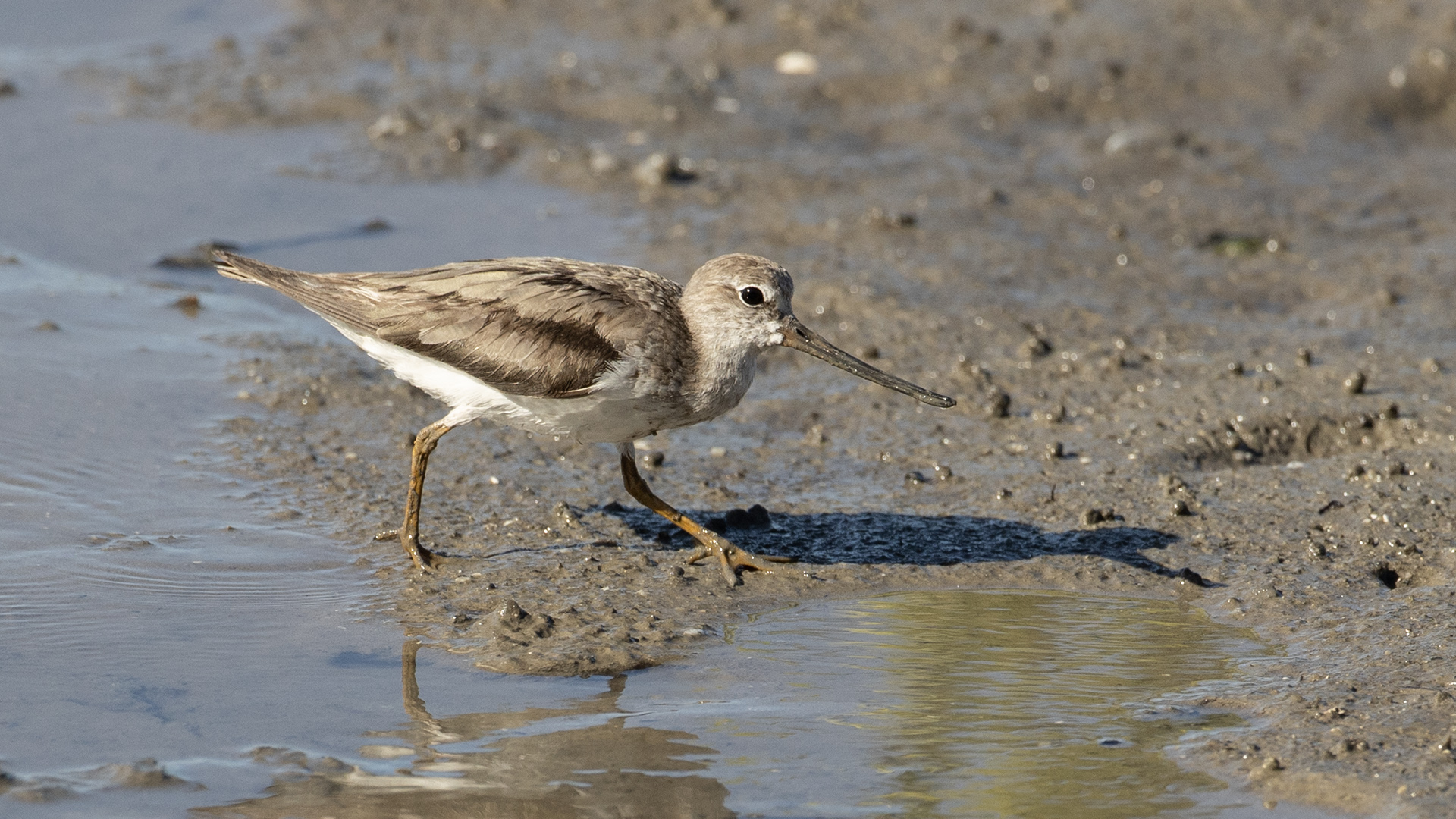 Terek Sandpiper