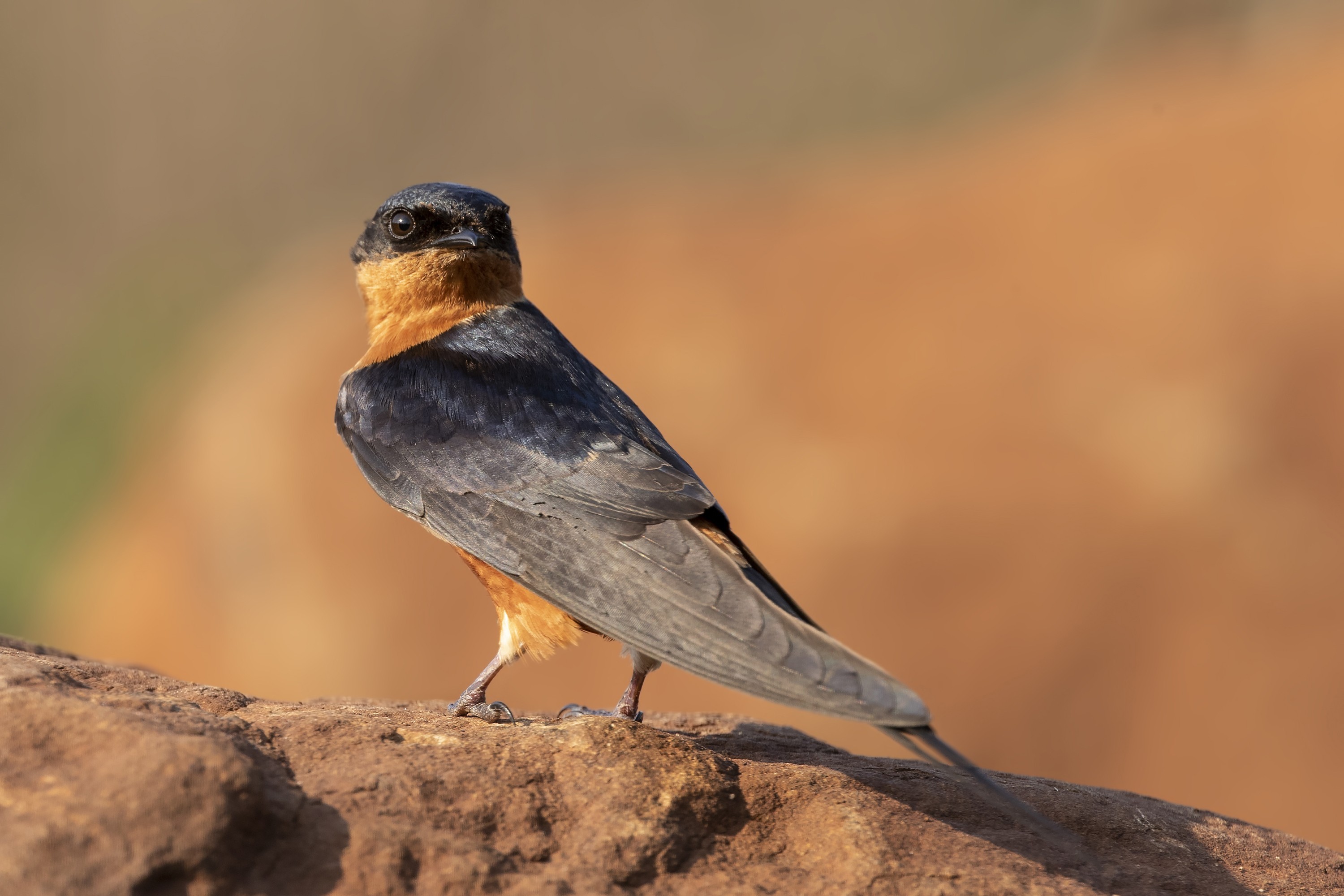 Rufous-chested Swallow — Ana fotoğraf