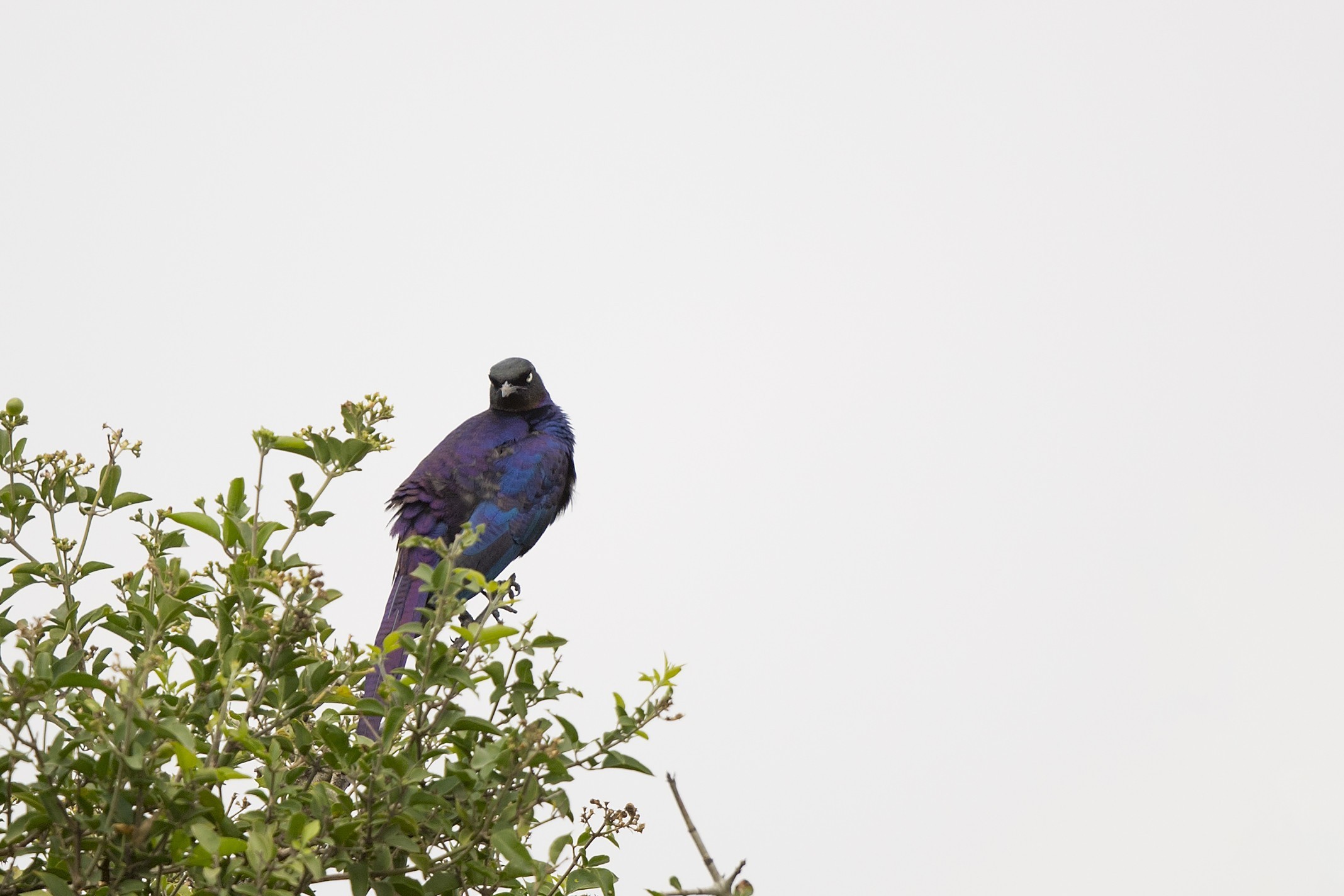 Rüppell's Starling