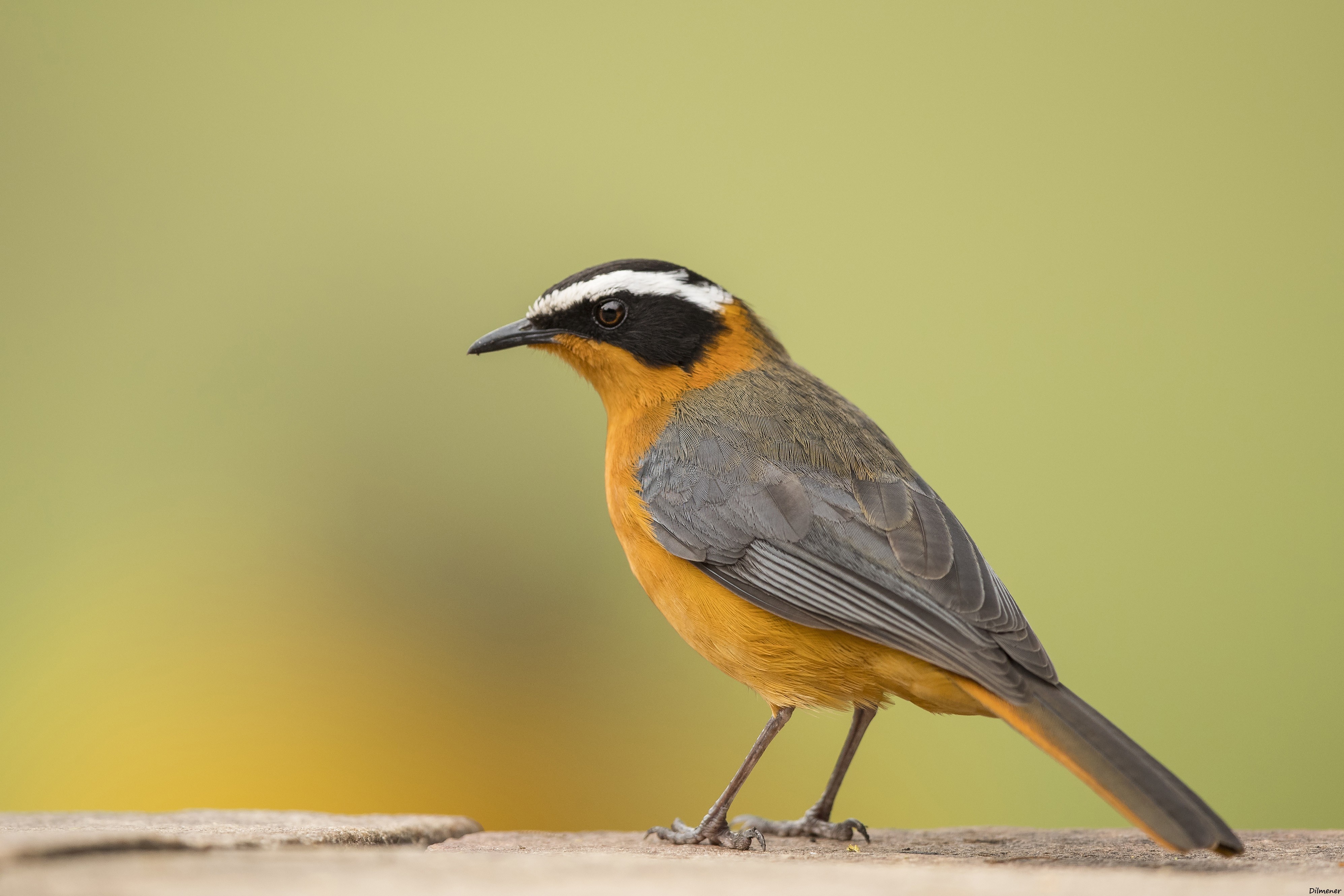 Rüppell's Robin-Chat — Ana fotoğraf